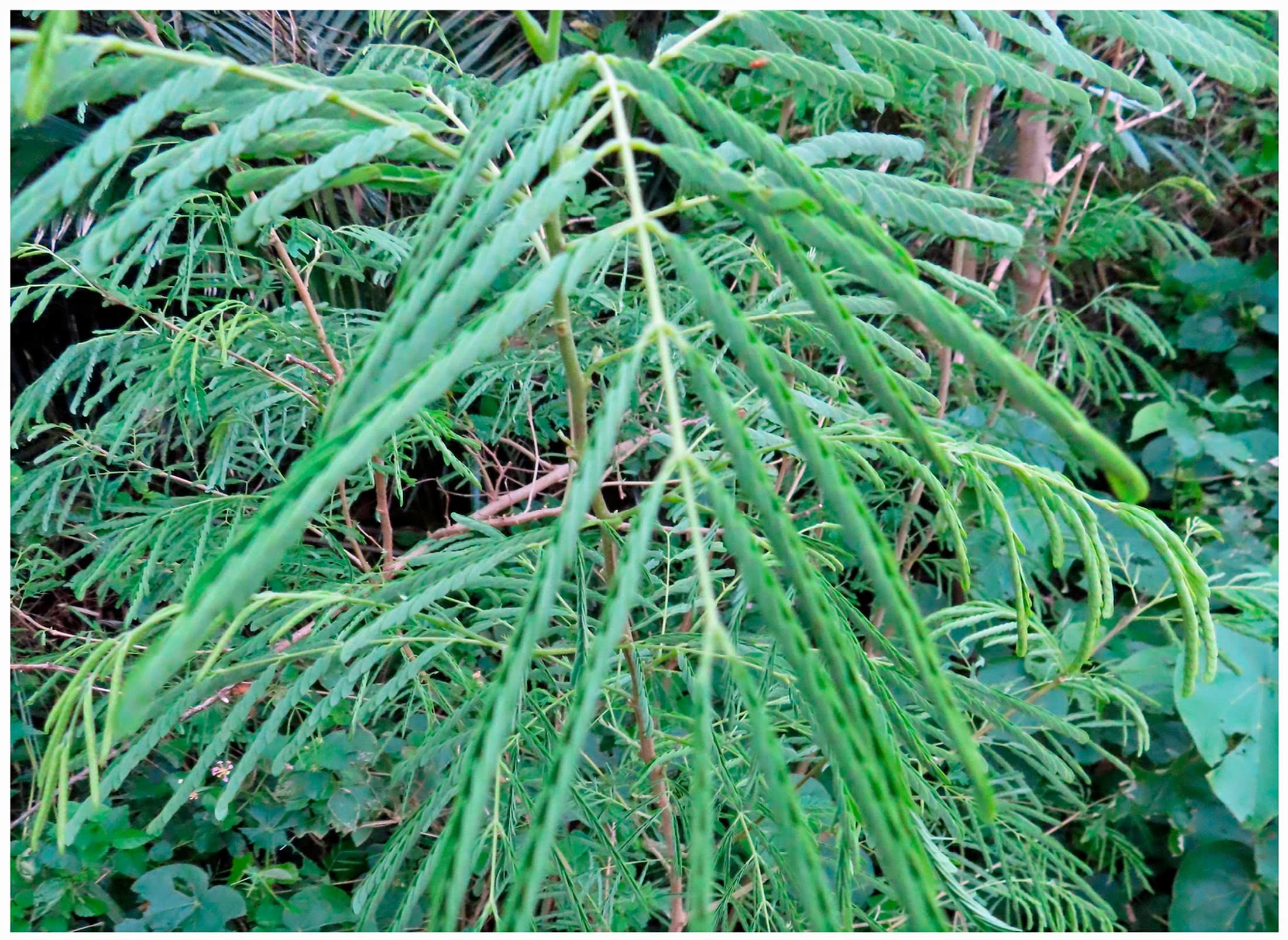 Molecules 30 02453 g002 Molecules 30 02453 g002