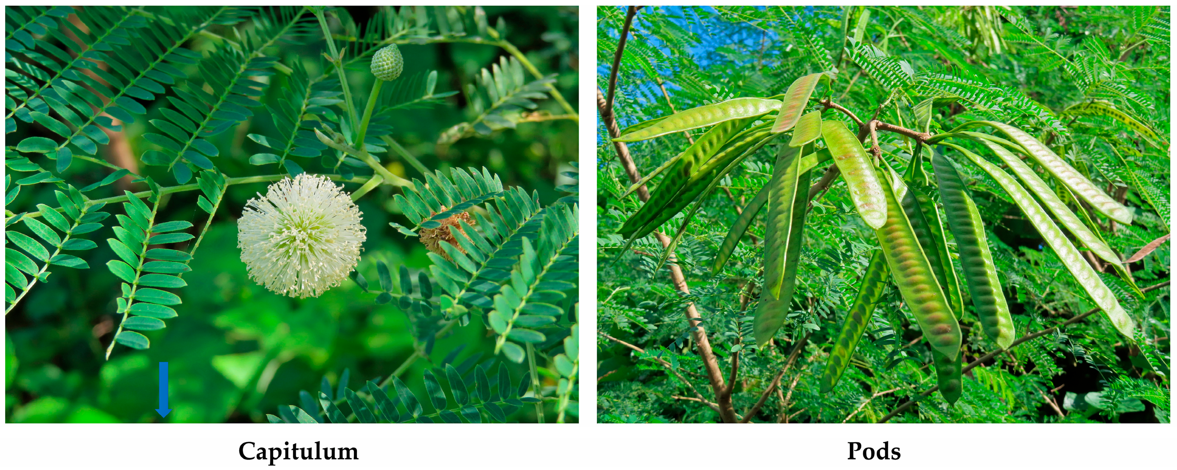 Molecules 30 02453 g003 Molecules 30 02453 g003