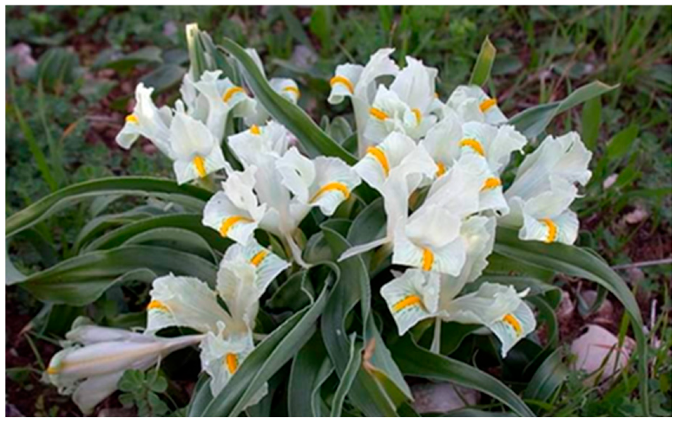 Molecules 30 02509 g001 Molecules 30 02509 g001