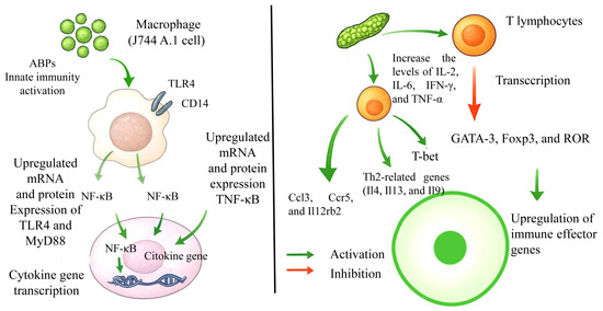 Isolation, Structures, and Bioactivities of Polysaccharides