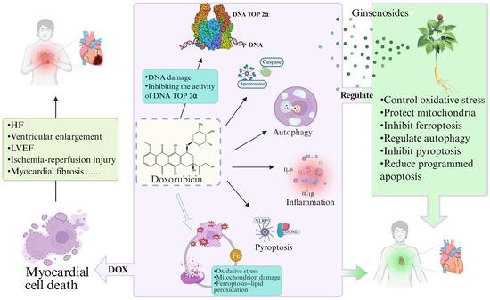 Therapeutic Potential of Ginsenosides in Anthracycline