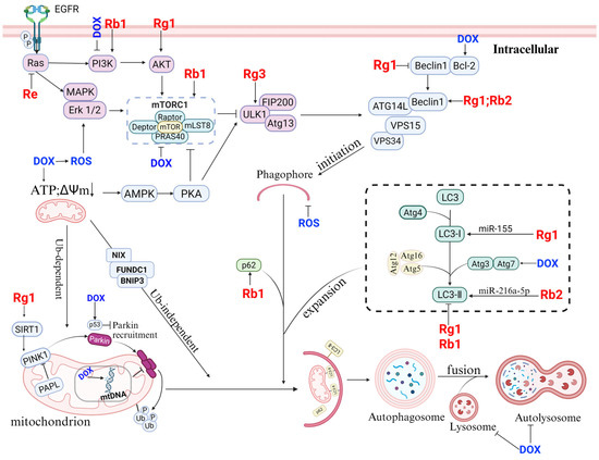 Review of ginsenosides targeting mitochondrial function to