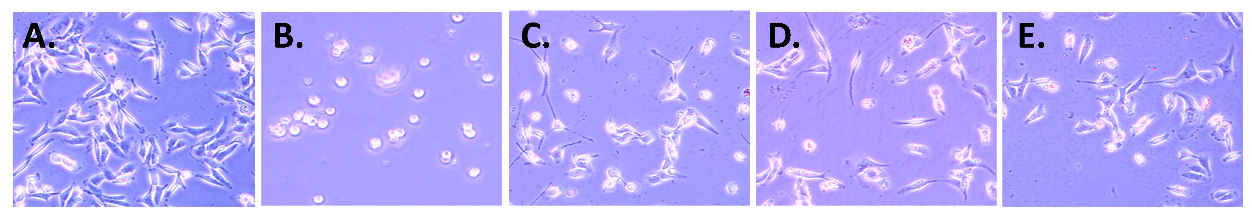 Molecules 30 02529 g006