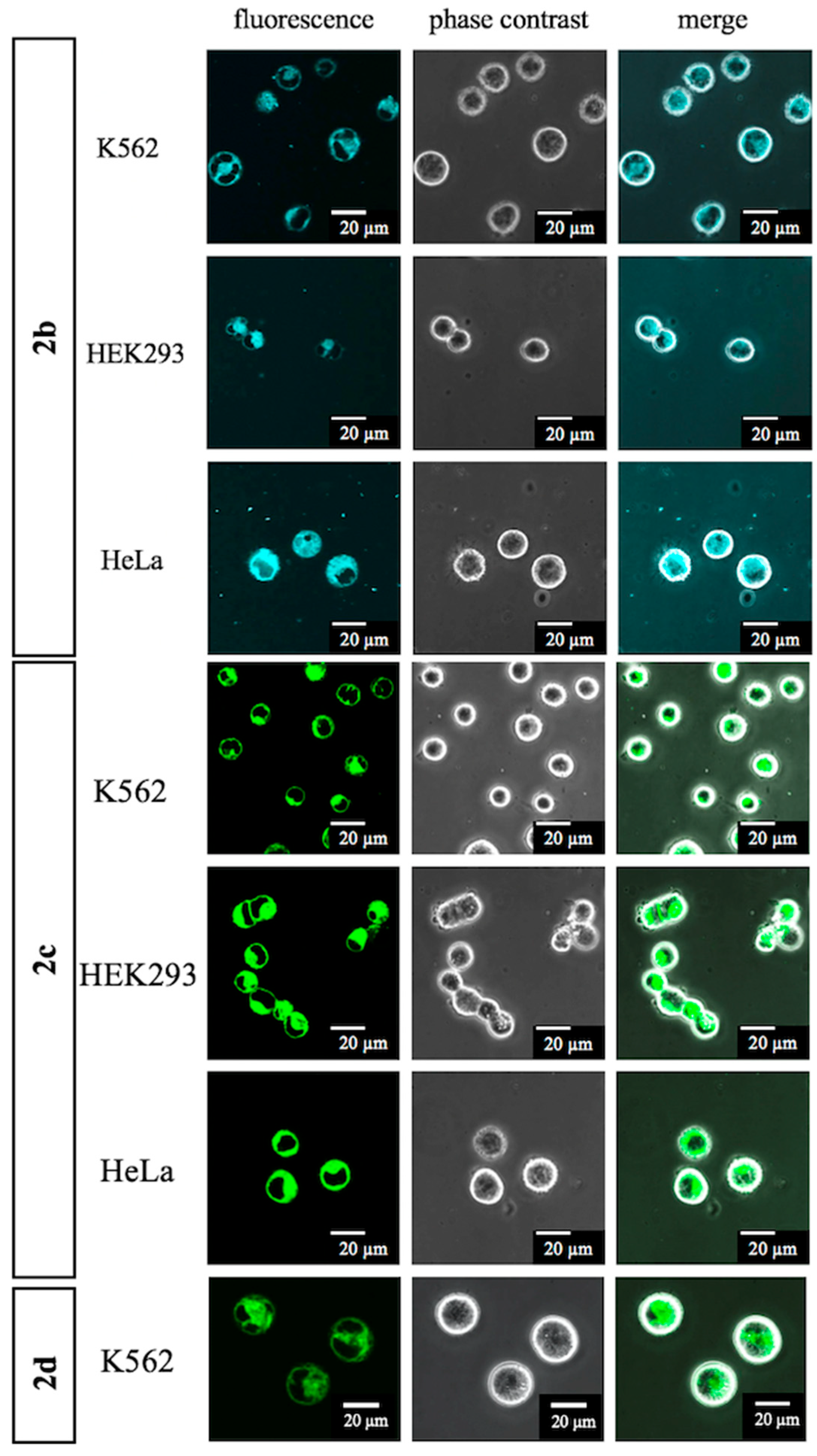 Molecules 30 02655 g003