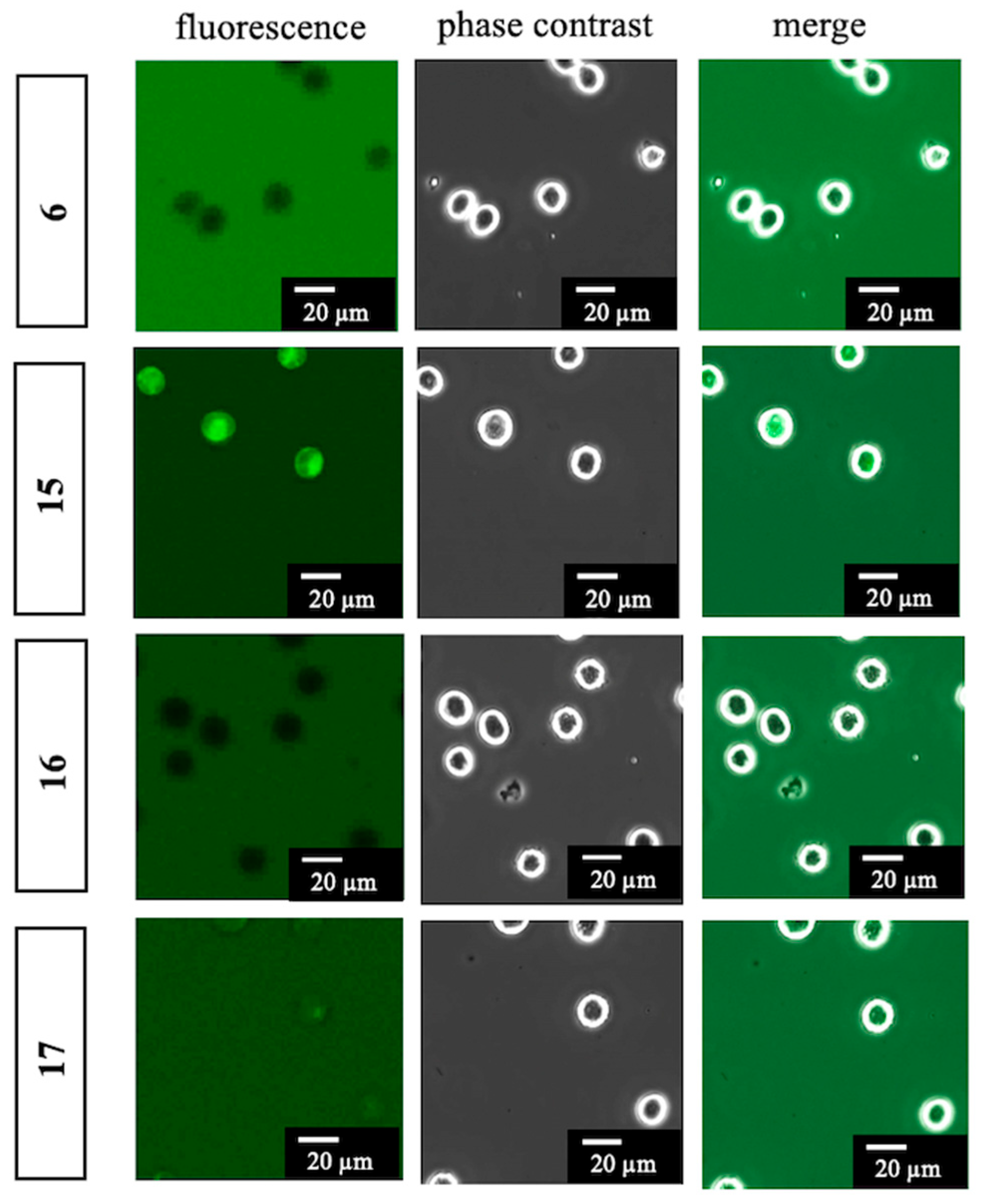 Molecules 30 02655 g004