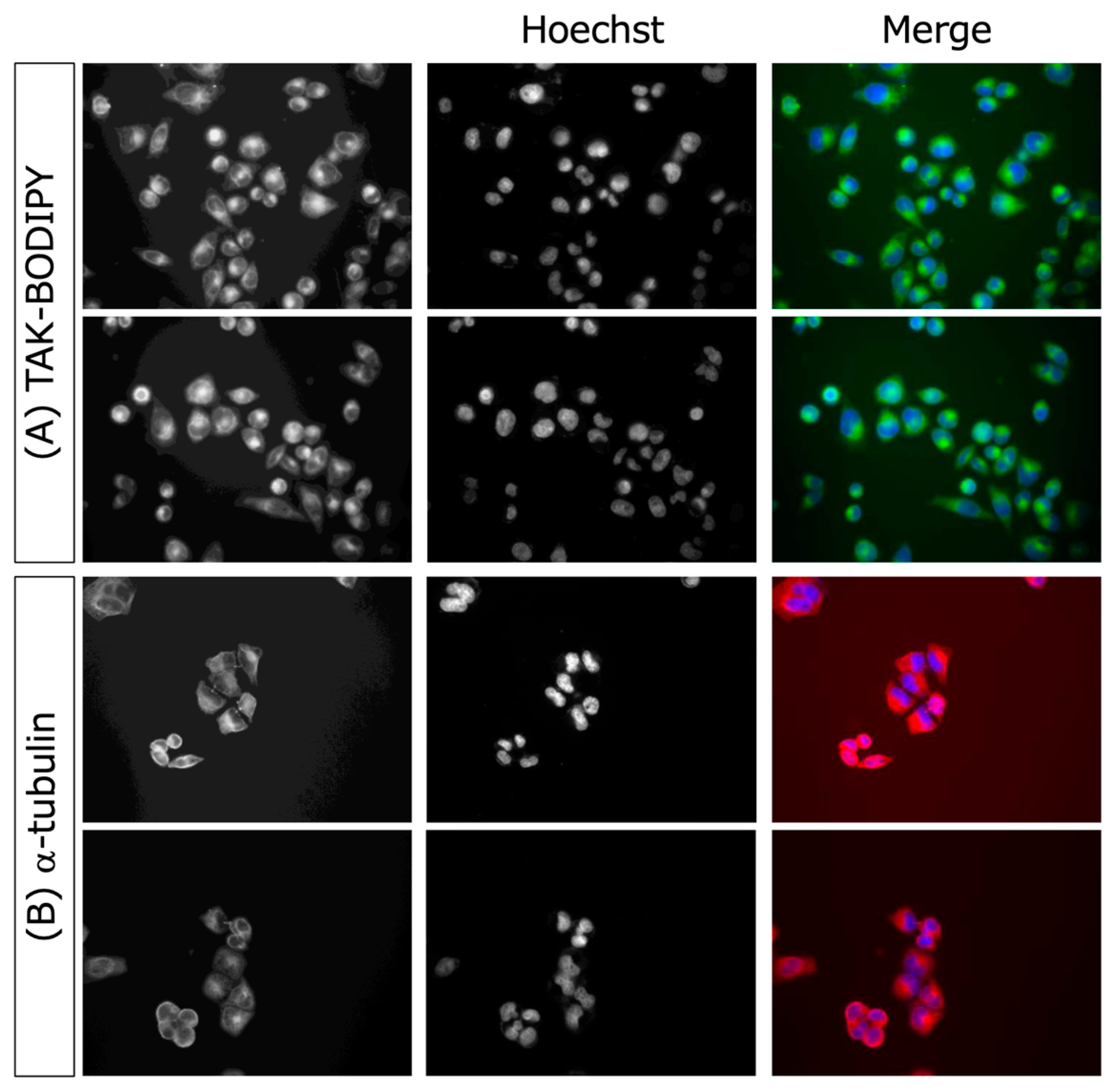 Molecules 30 02655 g005