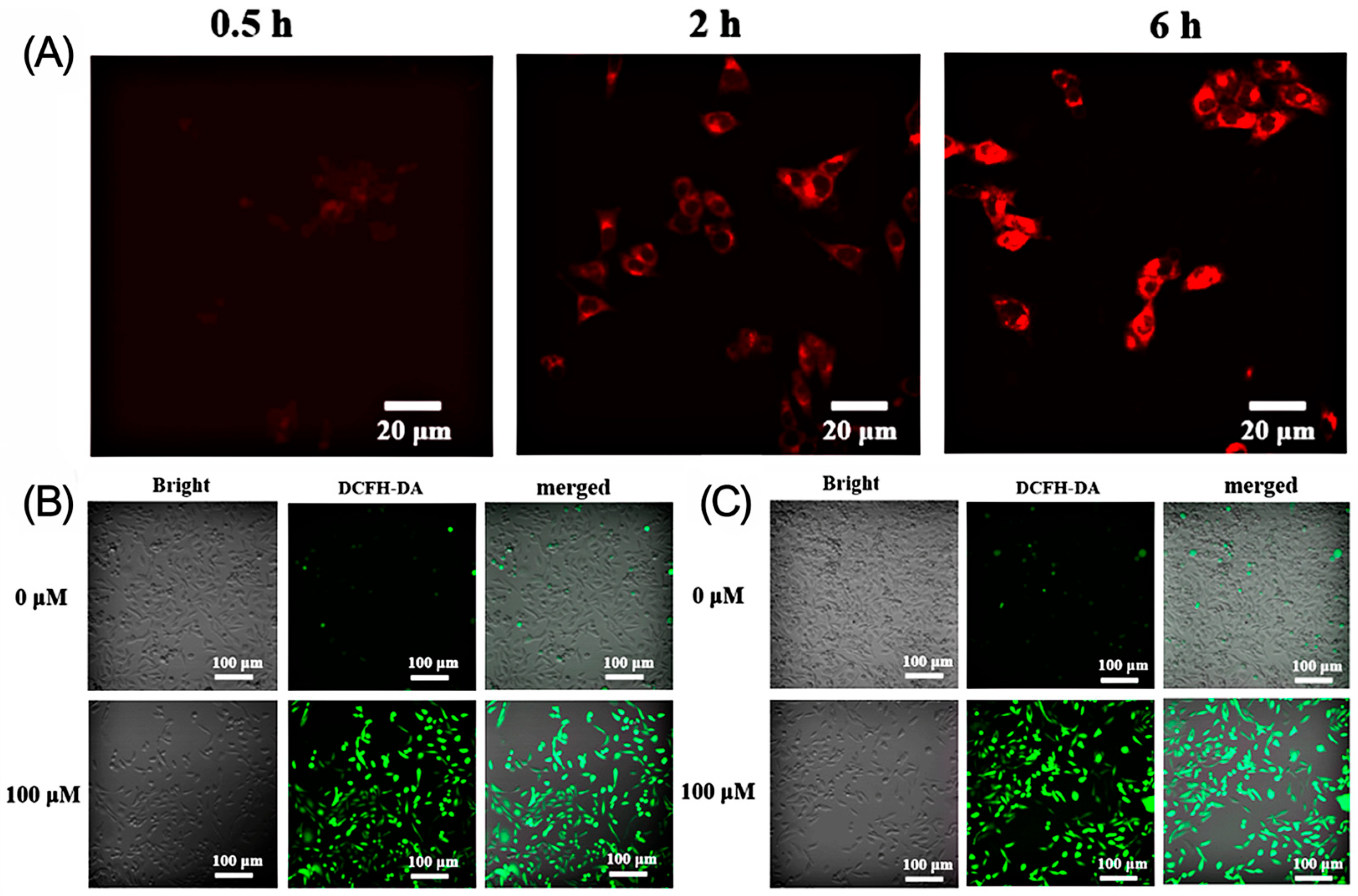 Molecules 30 02662 g006