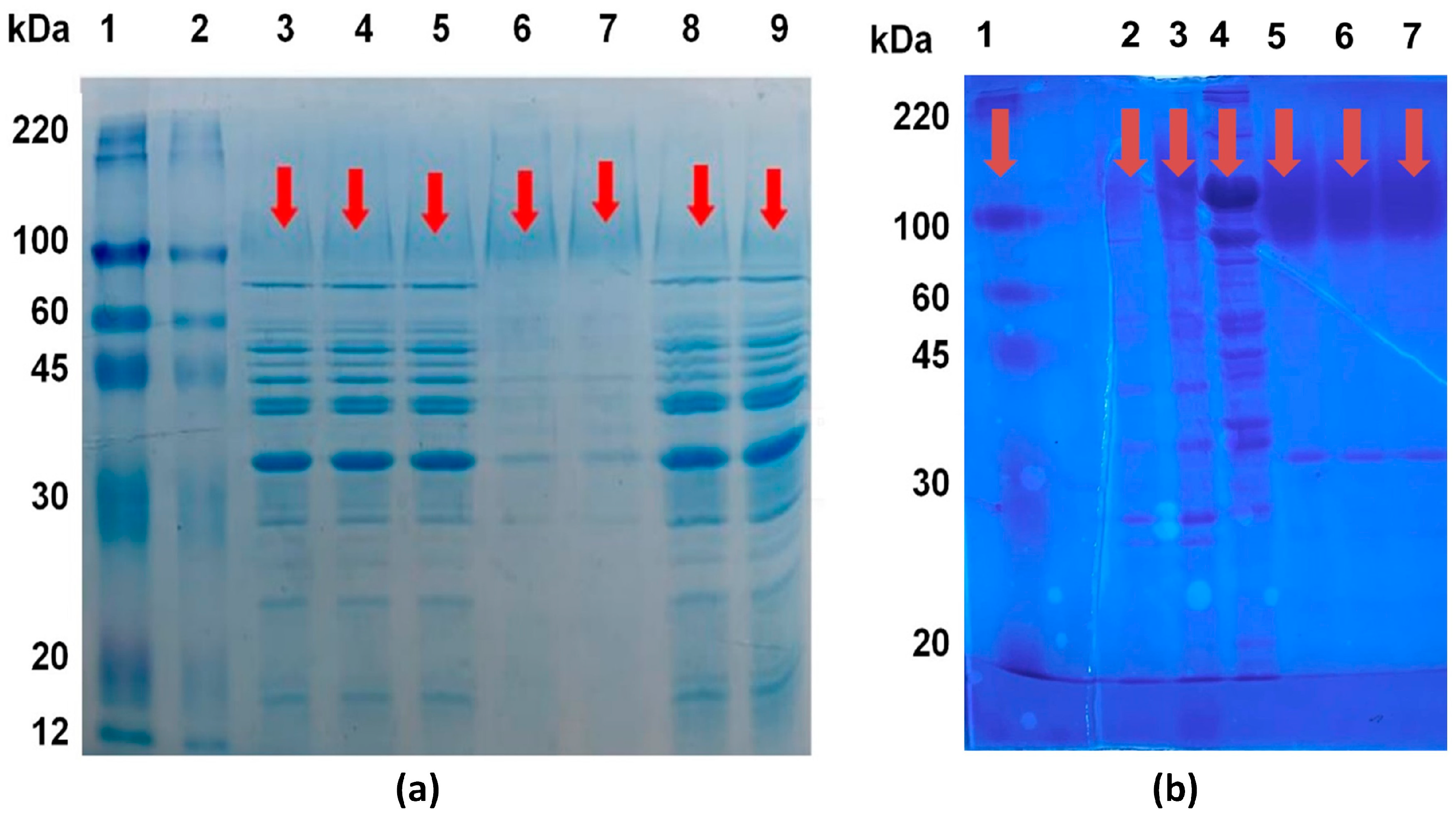 Molecules 30 02663 g001