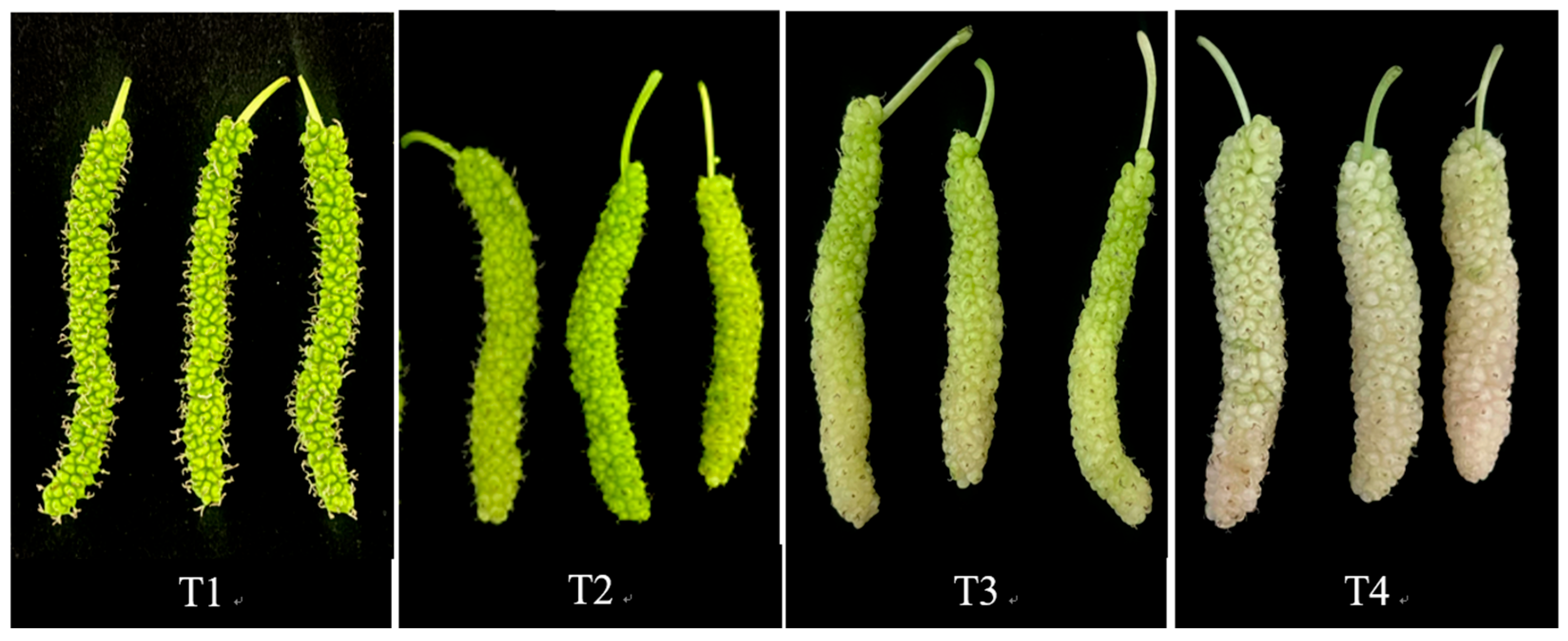 Molecules 30 02717 g004