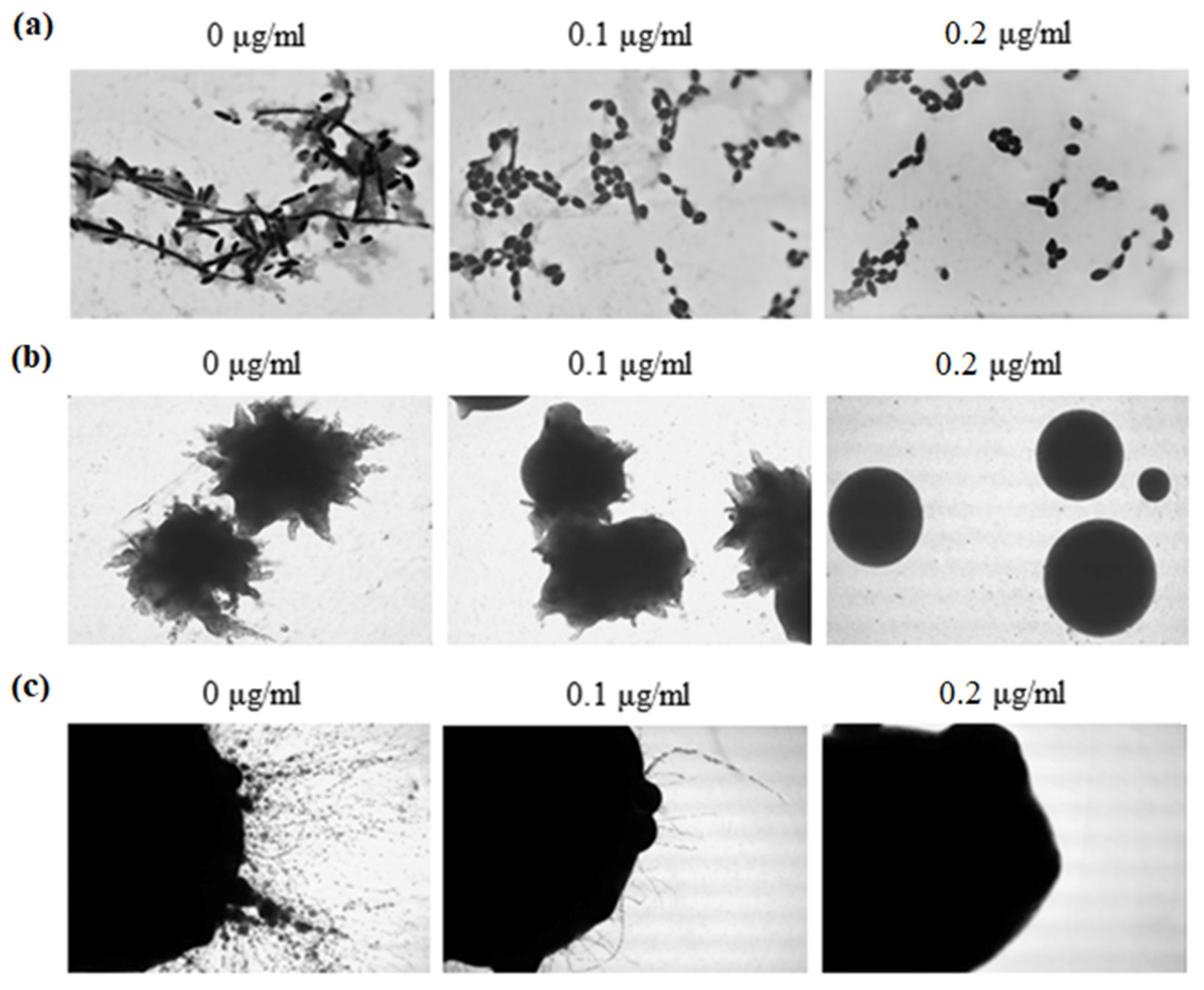 Molecules 30 02735 g005
