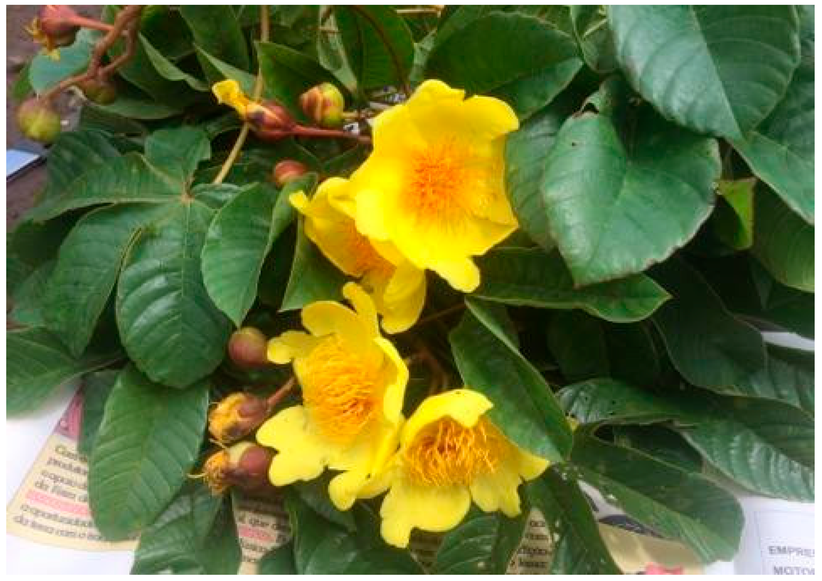 Molecules 30 02768 g002