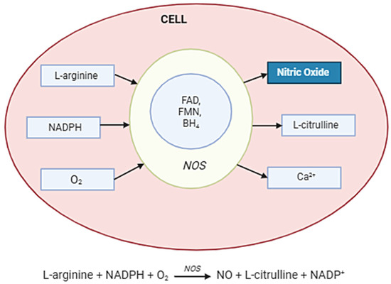 The Role of Nitric Oxide in Cancer Treatment: Ally or Foe?