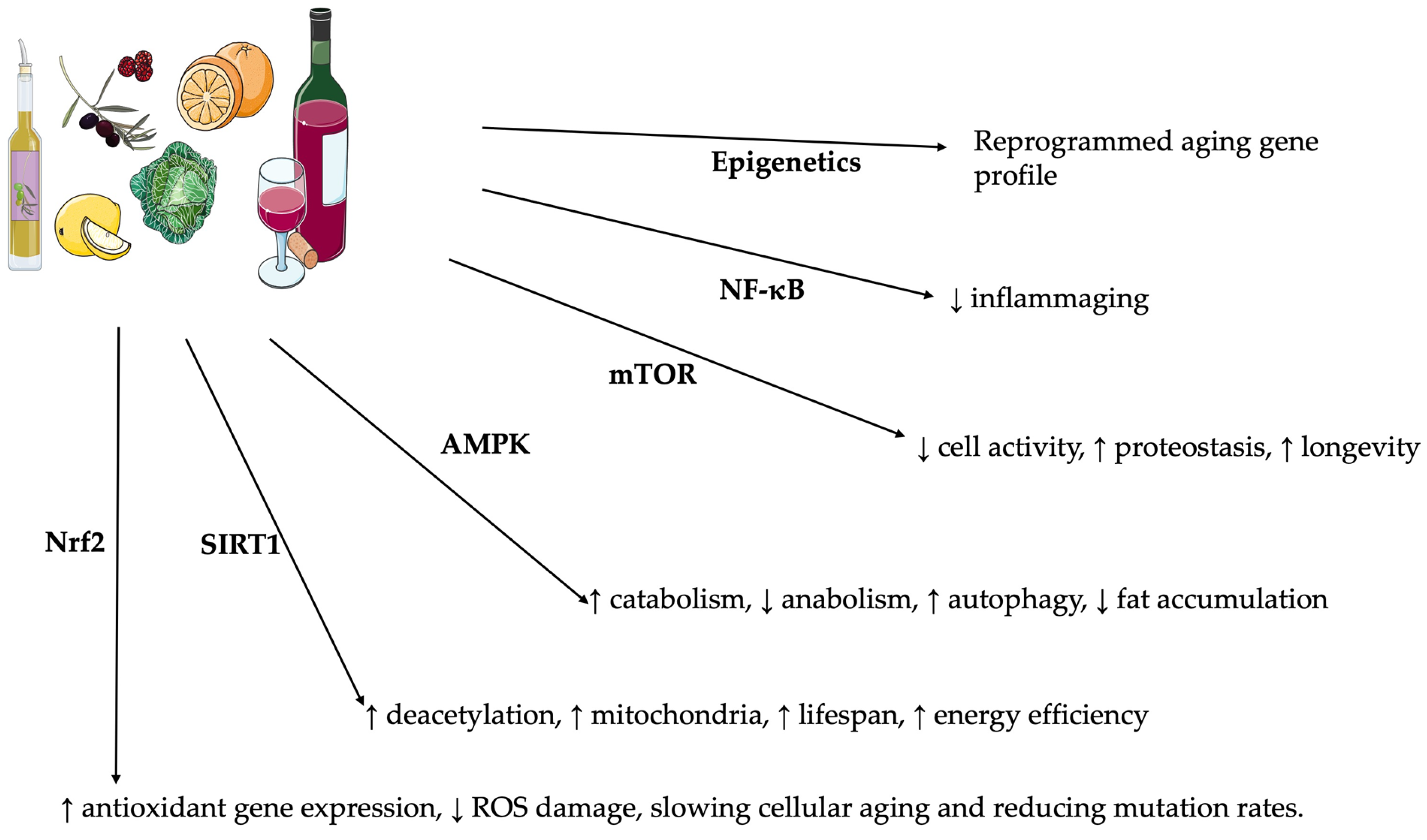 Molecules 30 02888 g001