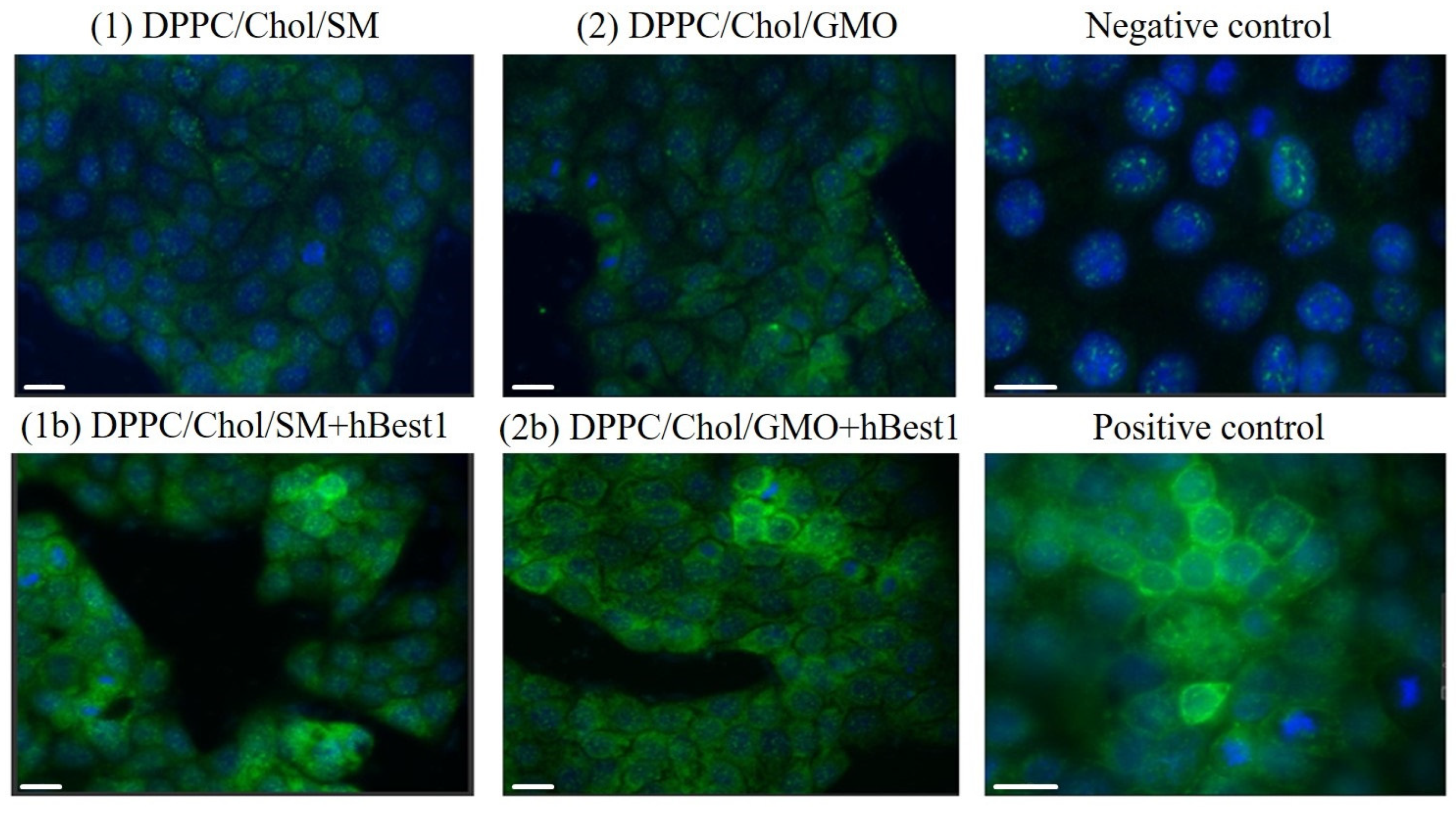 Molecules 30 02948 g004