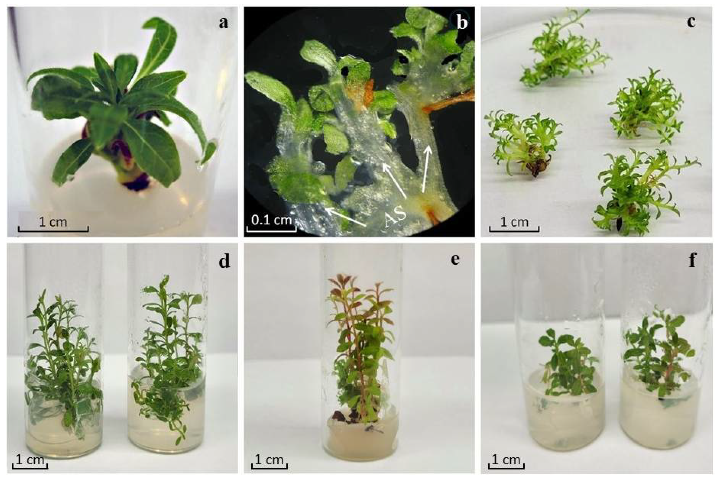 Molecules 30 02949 g002
