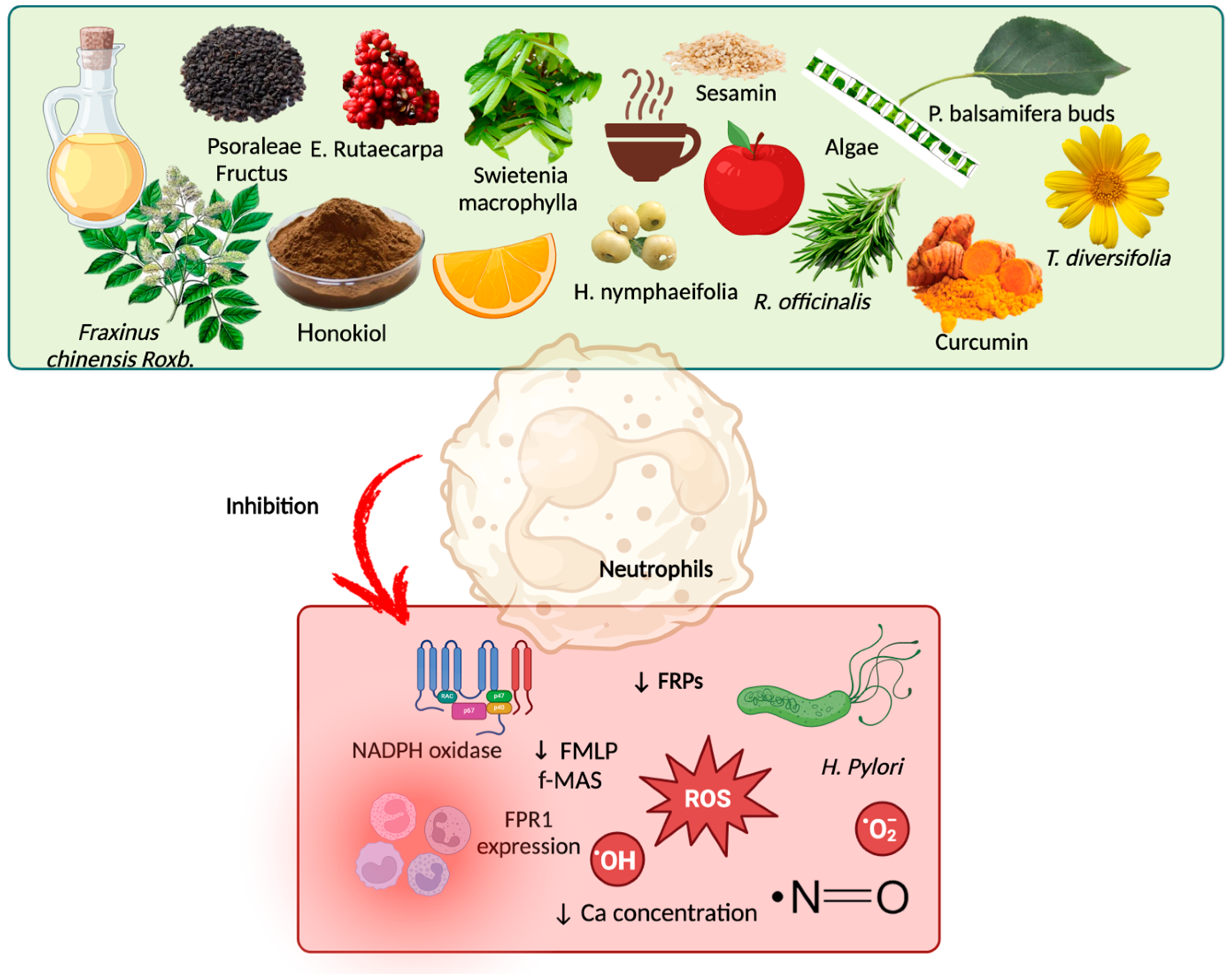 Molecules 30 02981 g005