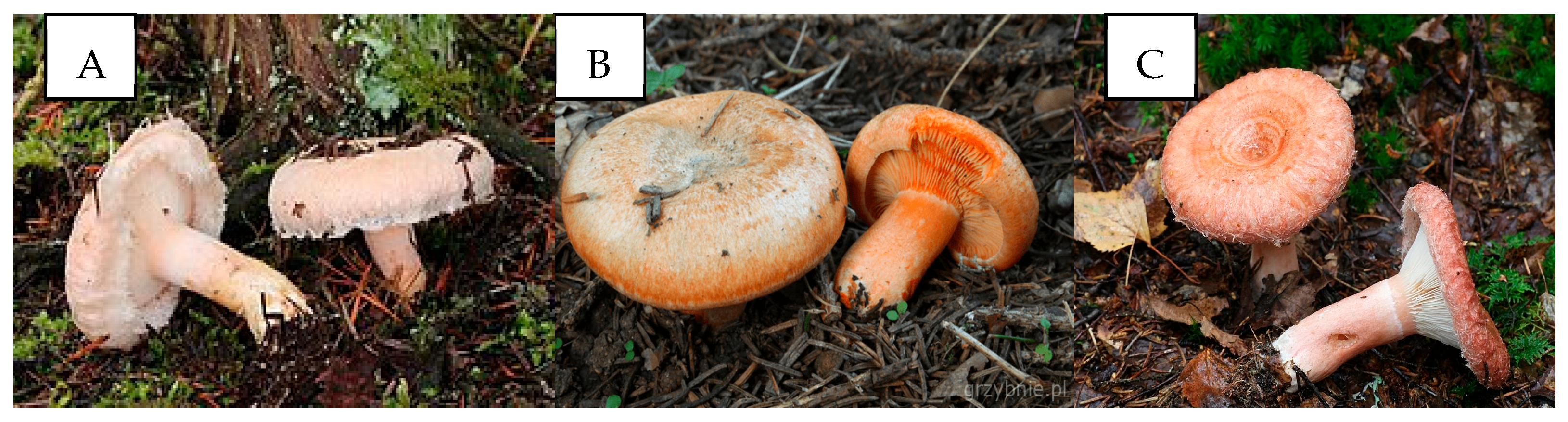 Molecules 30 03000 g004