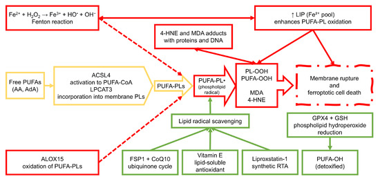 Ferroptosis and Metabolic Dysregulation: Emerging Chemical