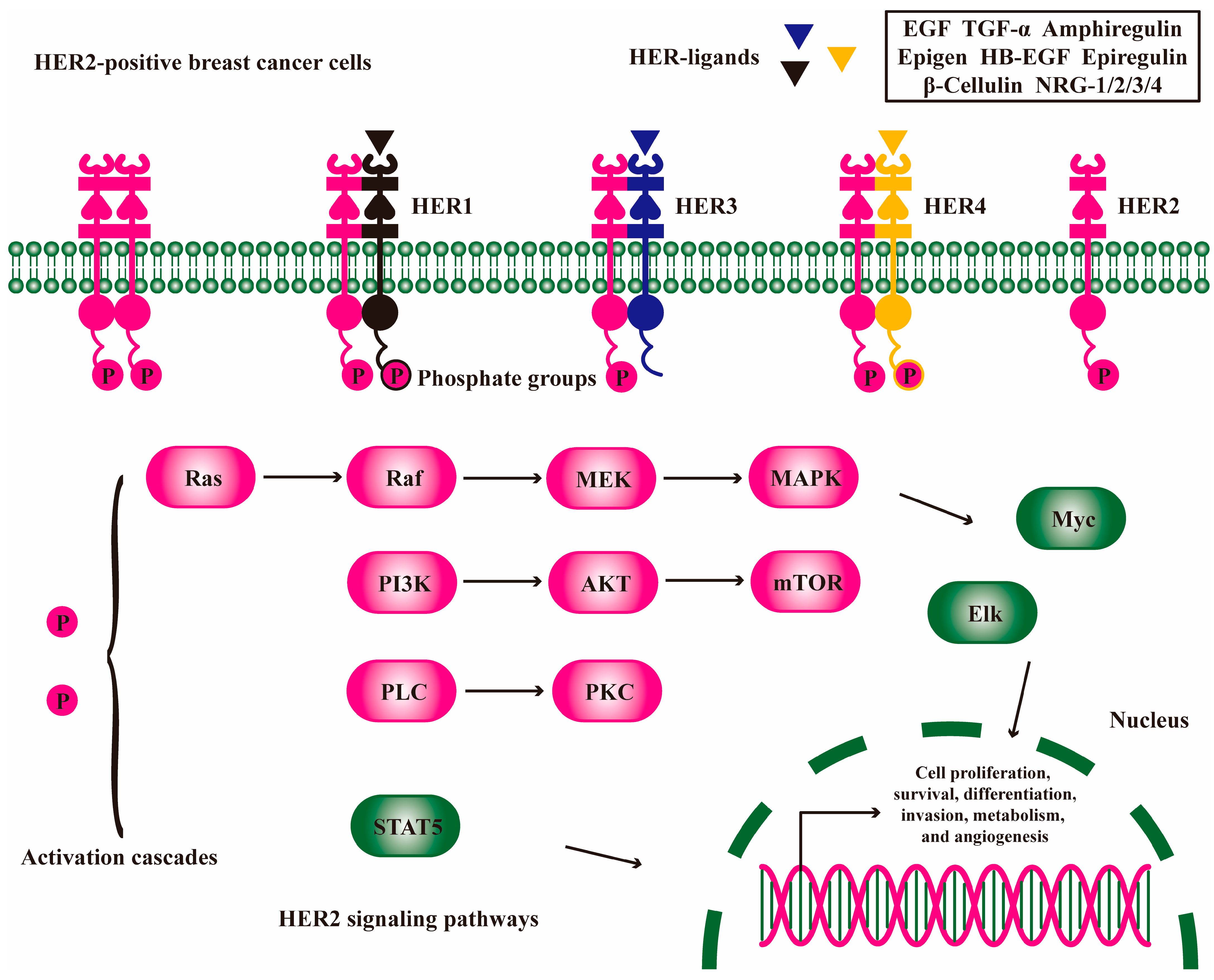 Molecules 30 03026 g002