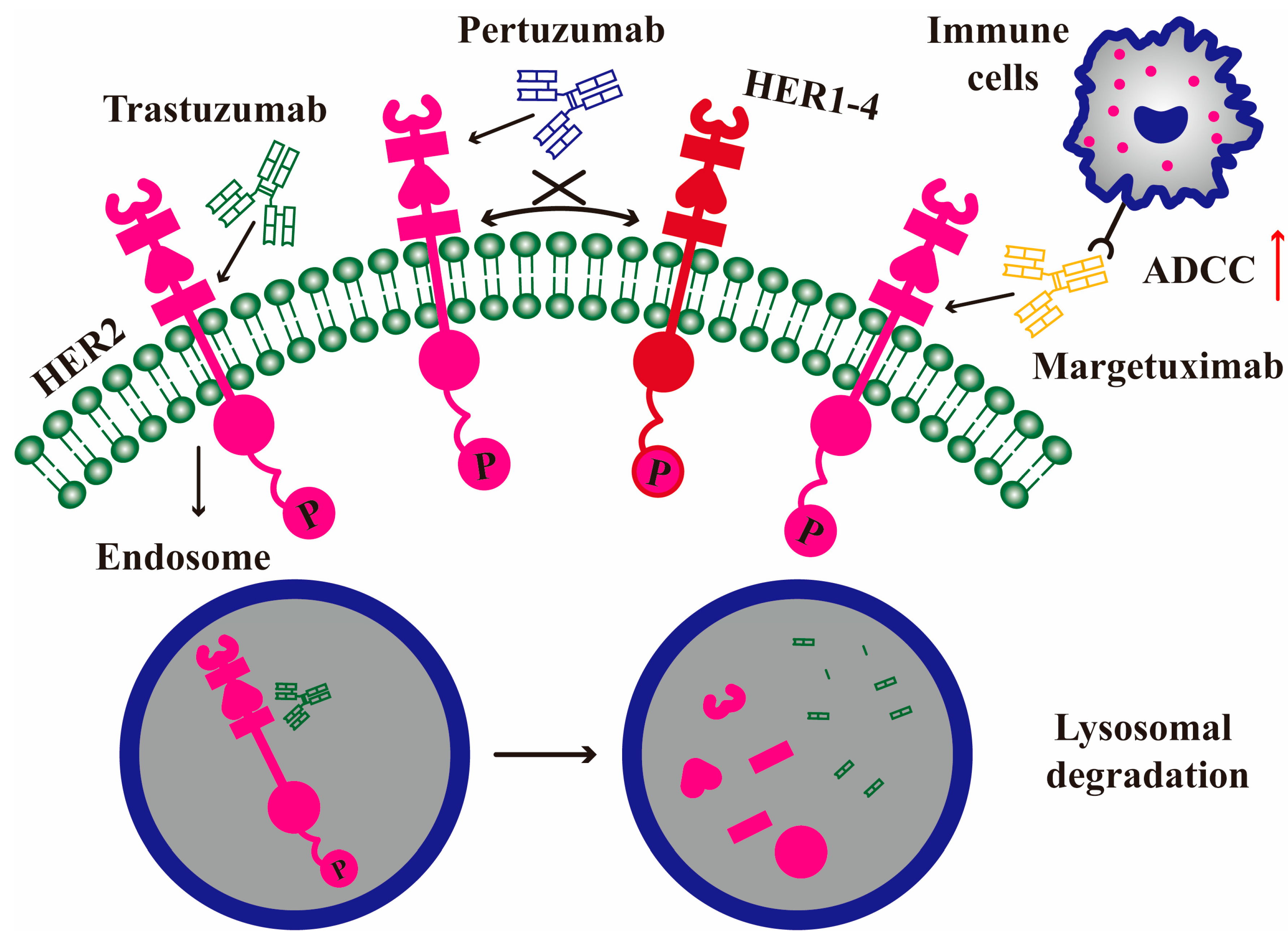 Molecules 30 03026 g003