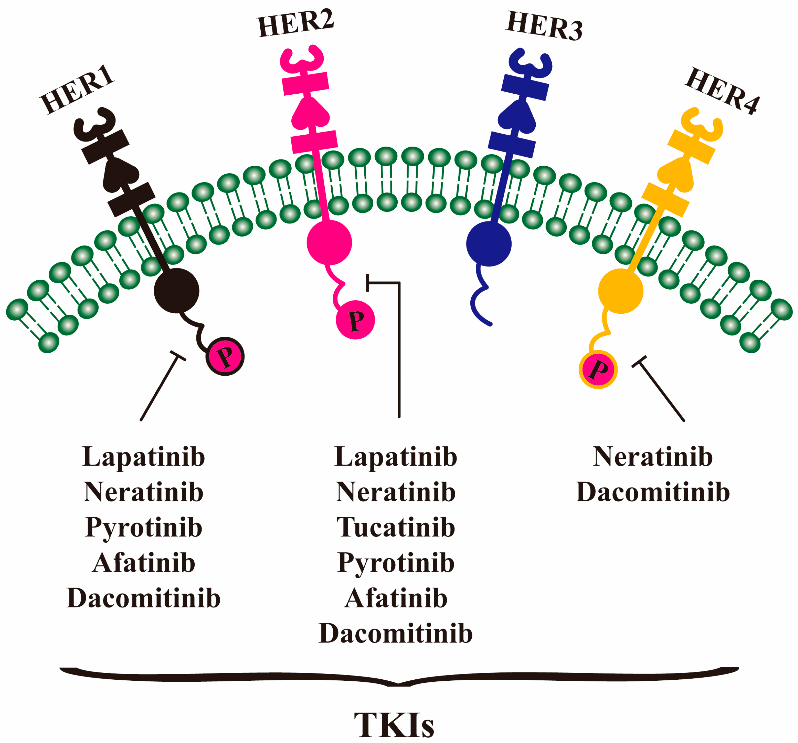 Molecules 30 03026 g004