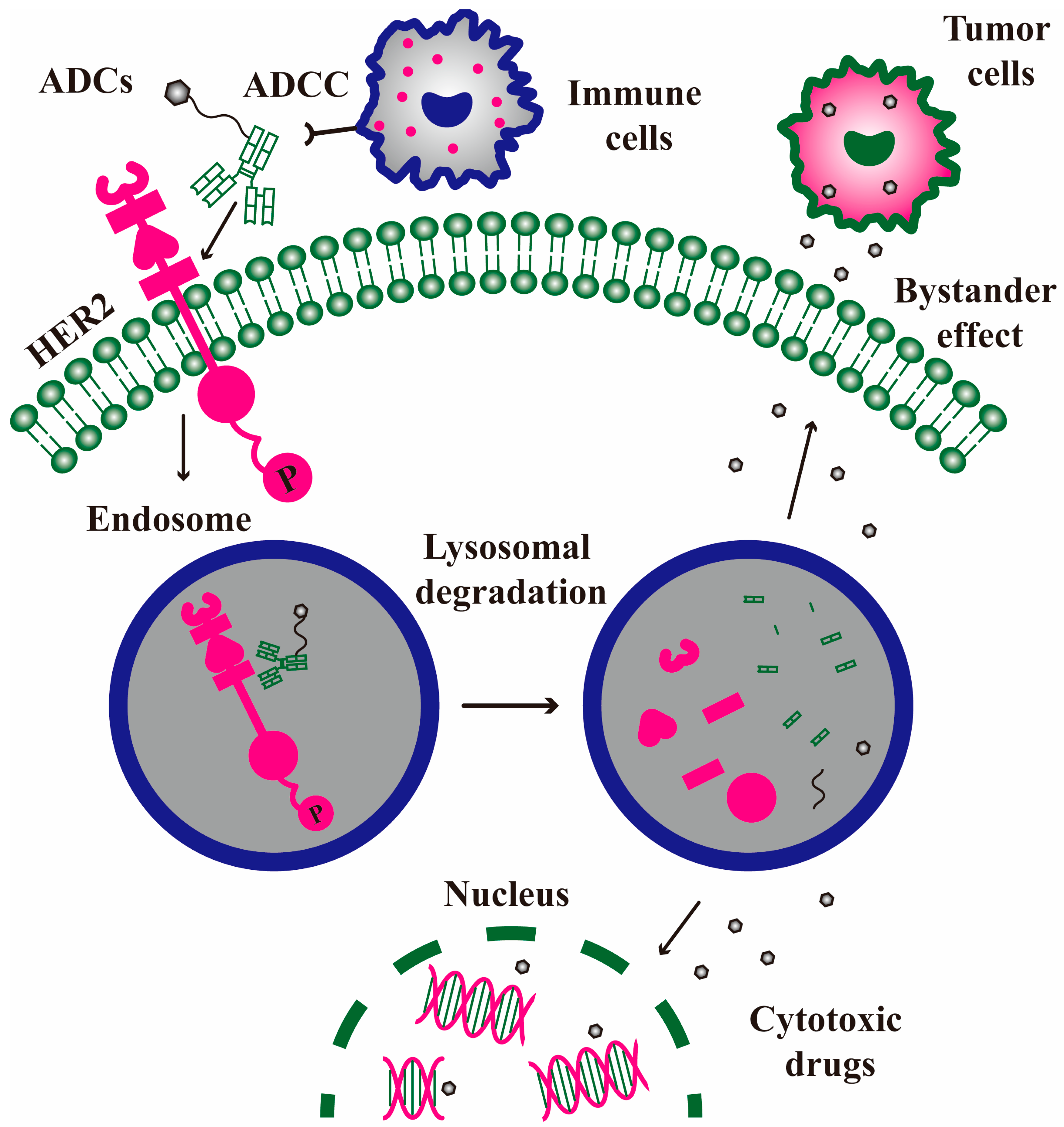 Molecules 30 03026 g005