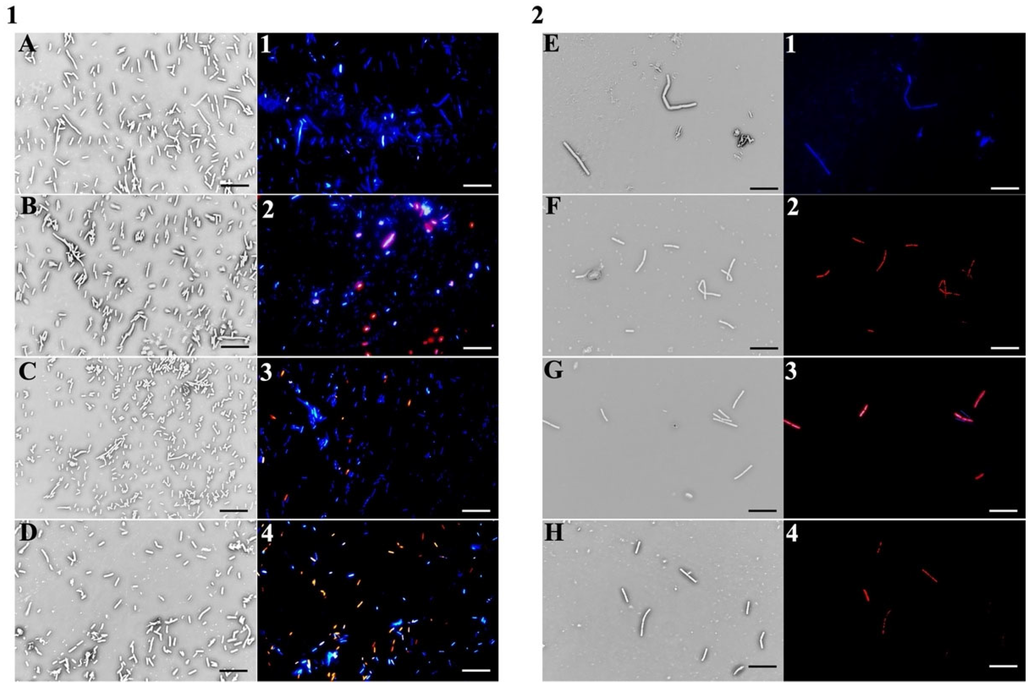 Molecules 30 03033 g003