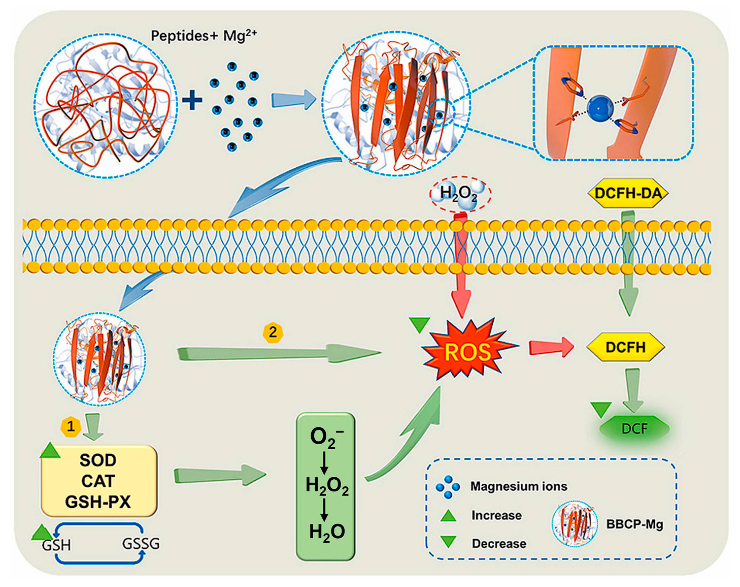 Molecules 30 03061 g004