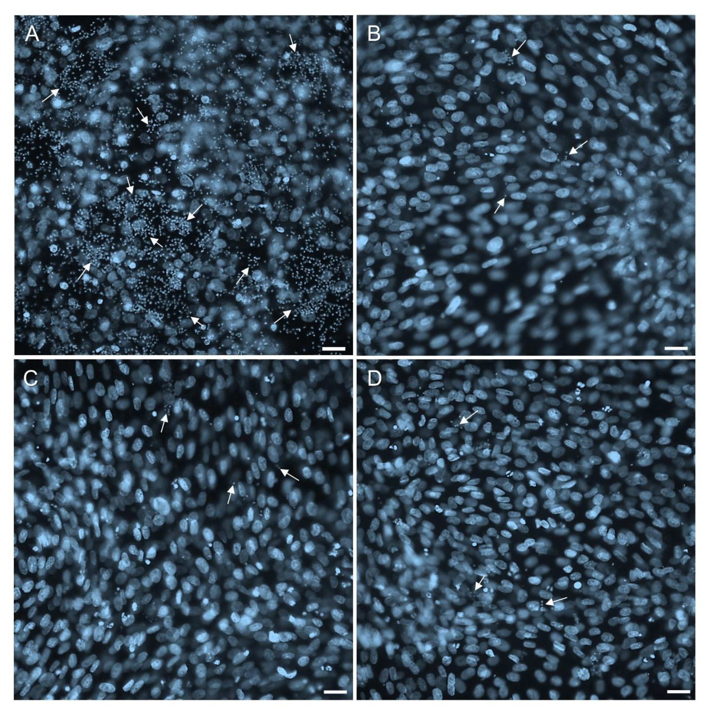 Molecules 30 03082 g004