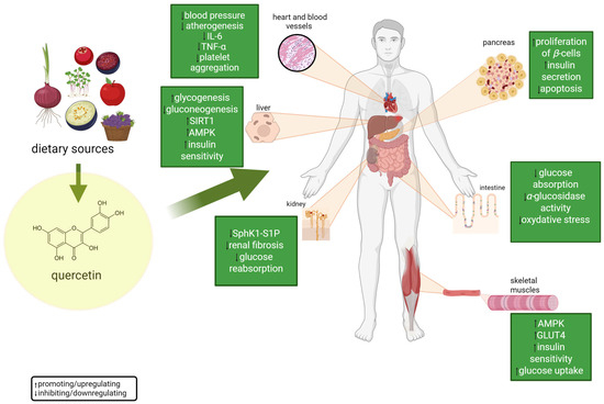 Potential of Quercetin as a Promising Therapeutic Agent Against Type 2 ...