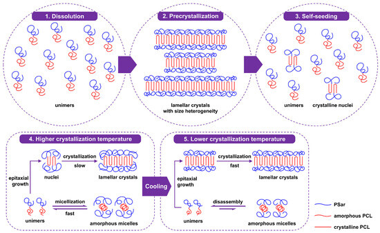 清水 The spatiotemporal heterogeneity of reactive oxygen species