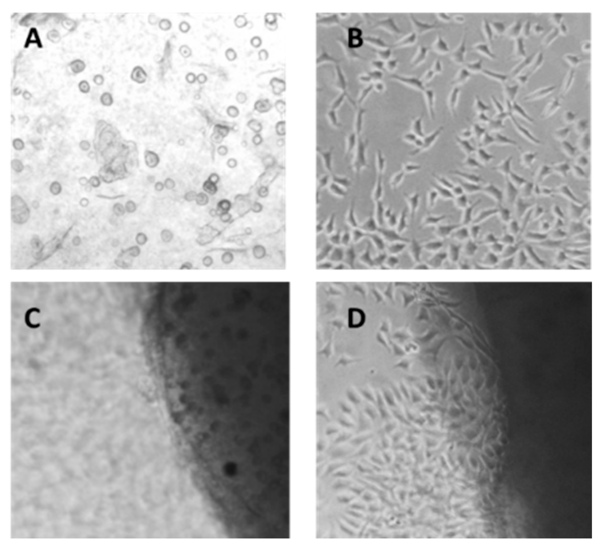Molecules 30 03140 g012