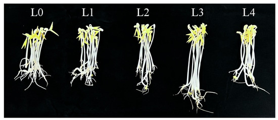 Comparative Proteomics Identified Proteins in Mung Bean
