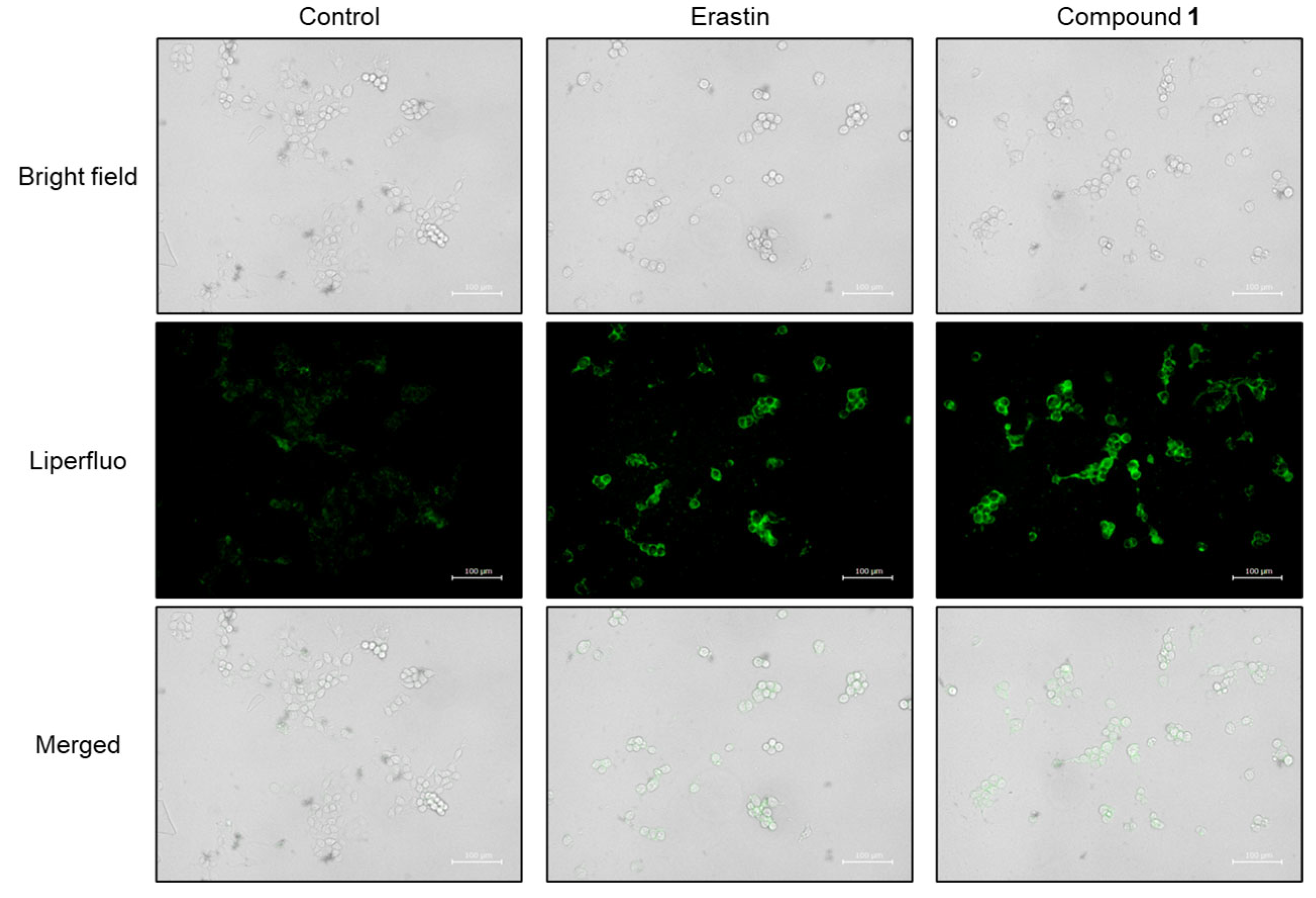 Molecules 30 03189 g011