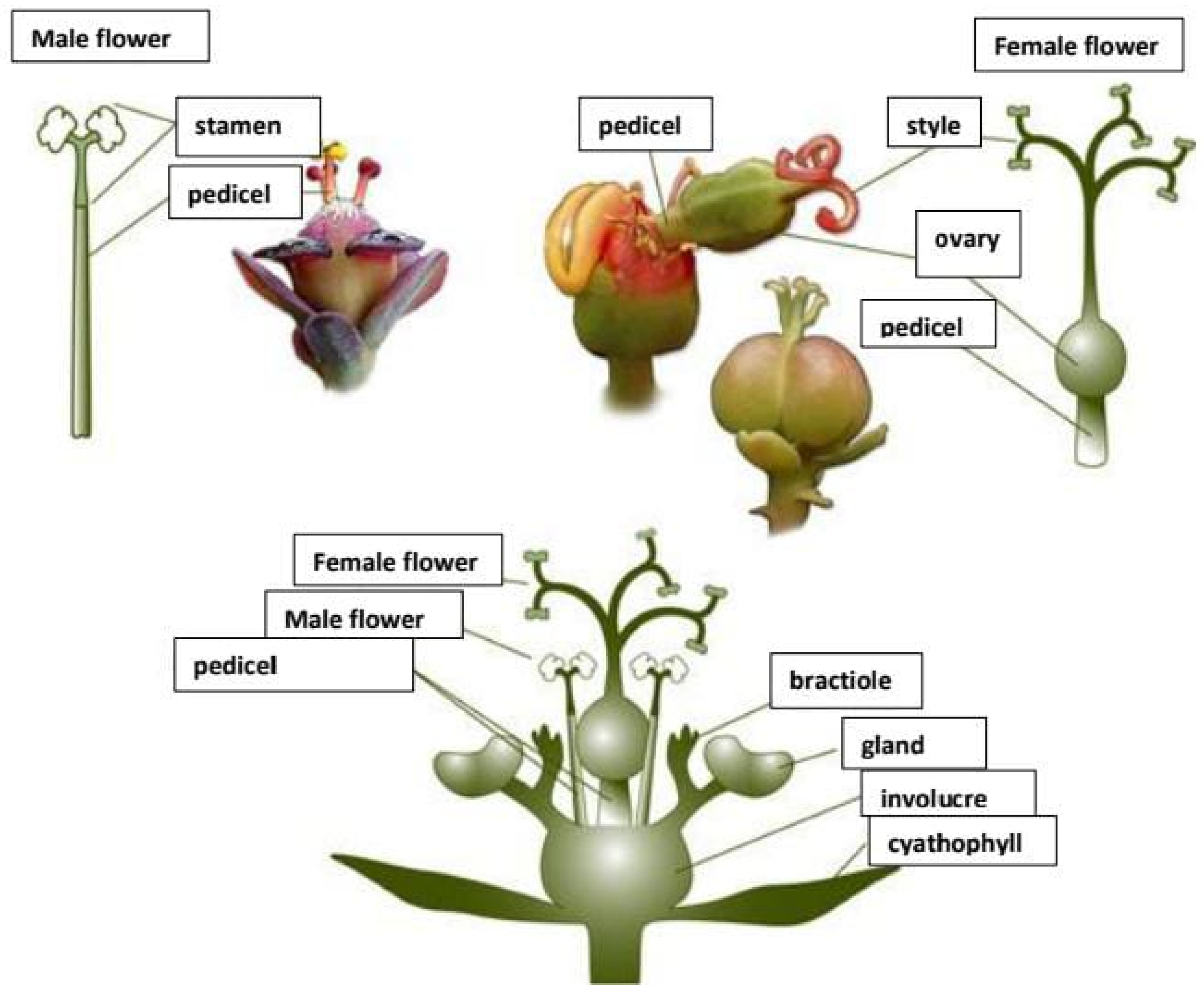 Molecules 30 03214 g002 Molecules 30 03214 g002