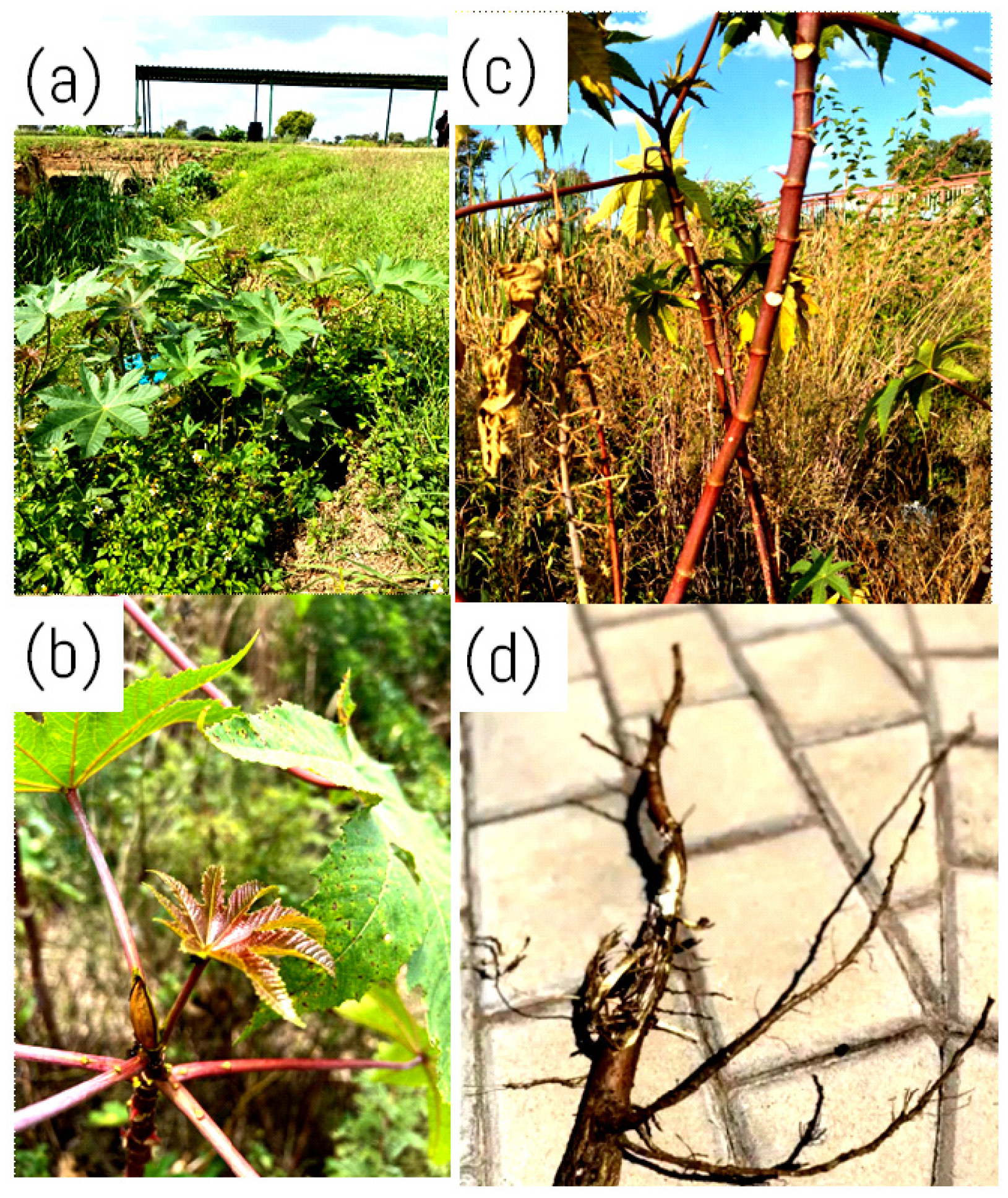 Molecules 30 03214 g003 Molecules 30 03214 g003