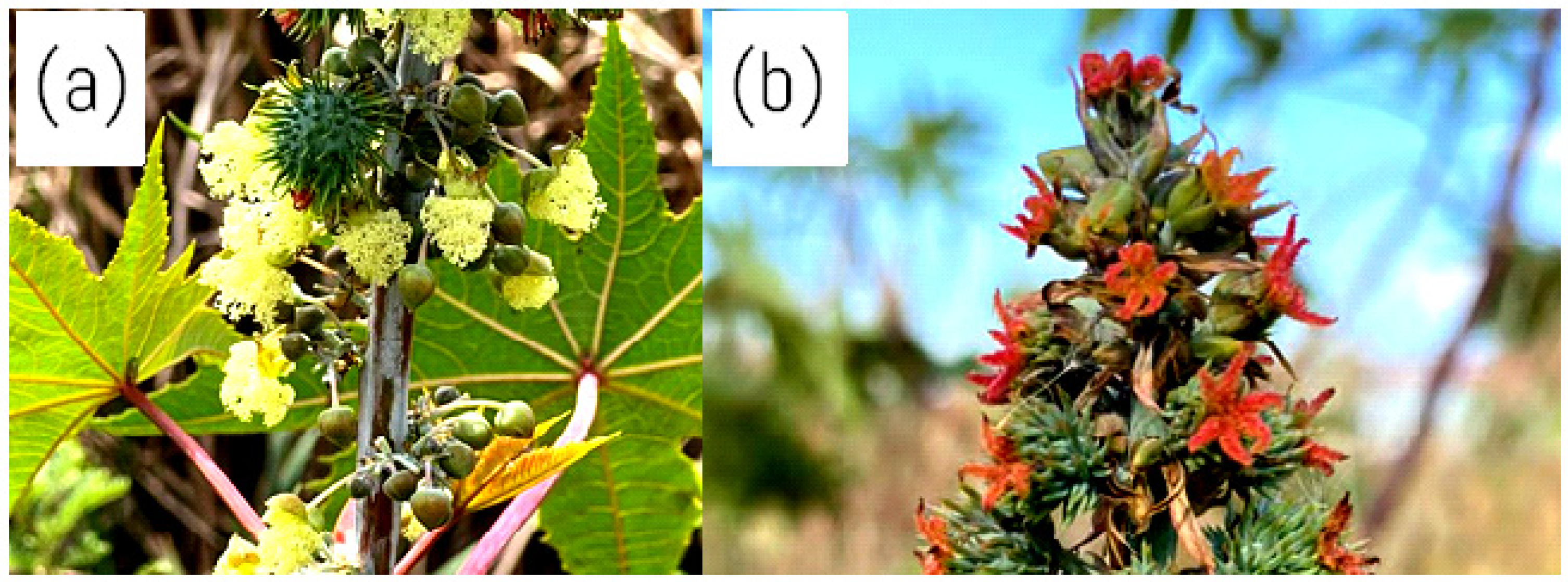 Molecules 30 03214 g004 Molecules 30 03214 g004