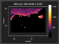 Molecules 30 03268 i009 Molecules 30 03268 i009