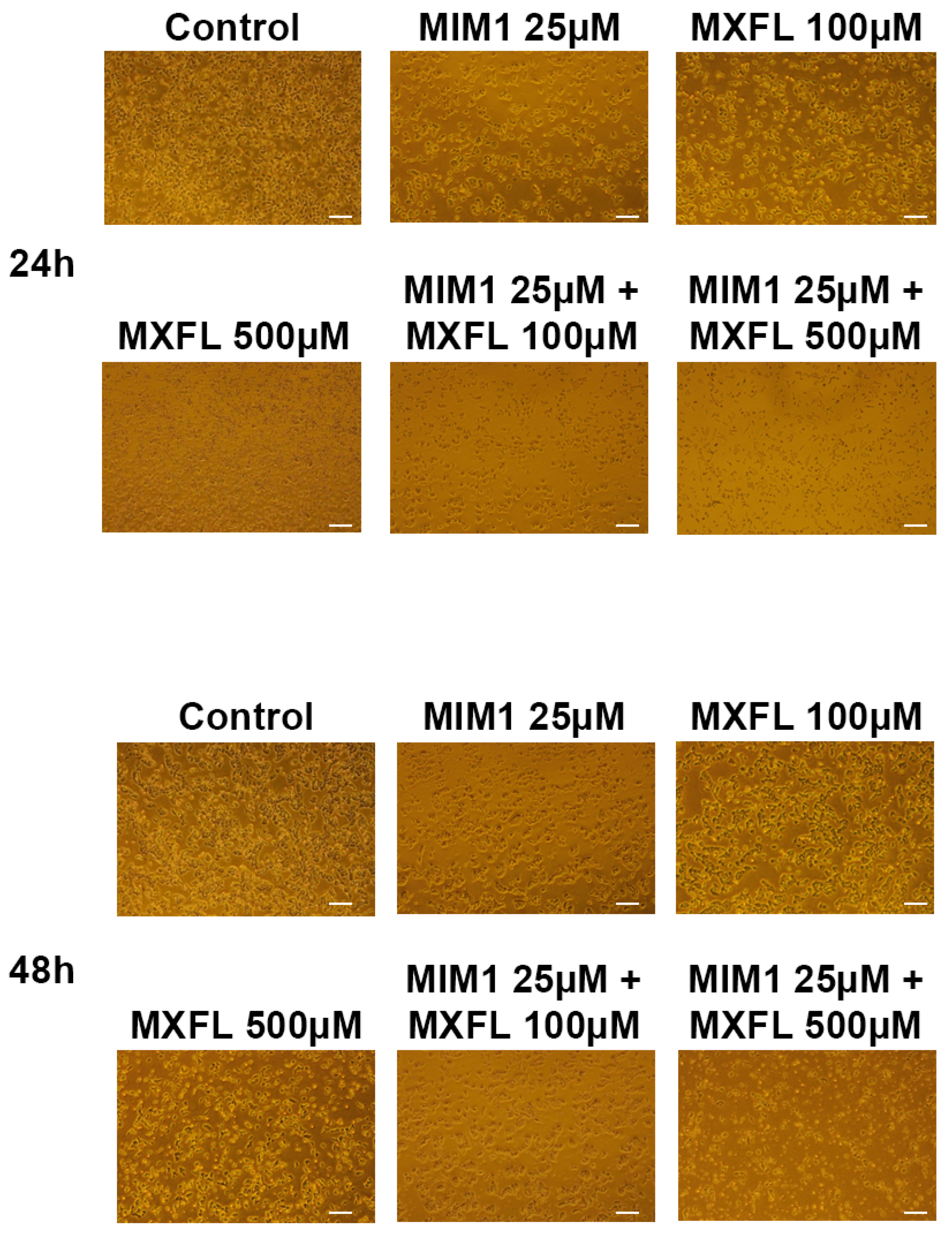 Molecules 30 03272 g006