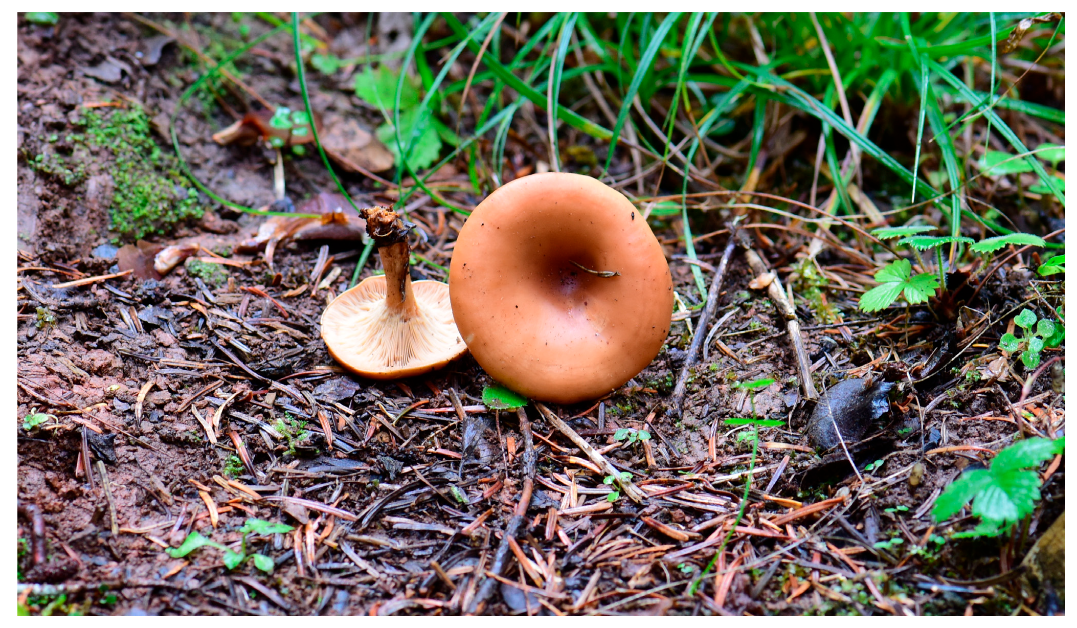 Molecules 30 03317 g004 Molecules 30 03317 g004