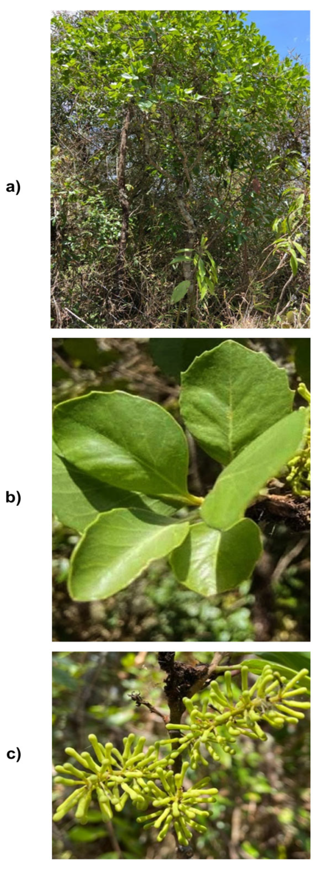 Molecules 30 03323 g001 Molecules 30 03323 g001