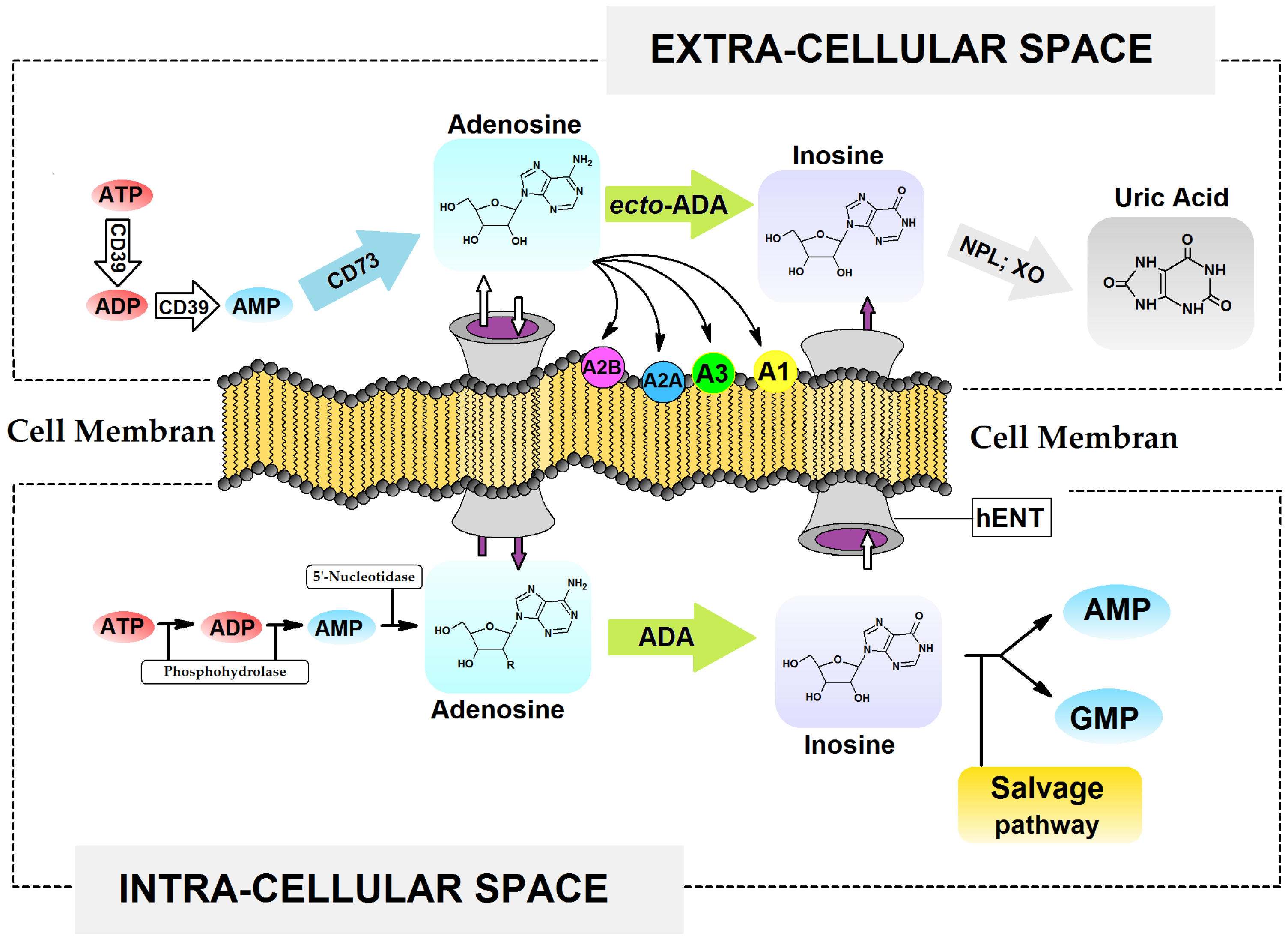 Molecules 30 03377 g001 Molecules 30 03377 g001