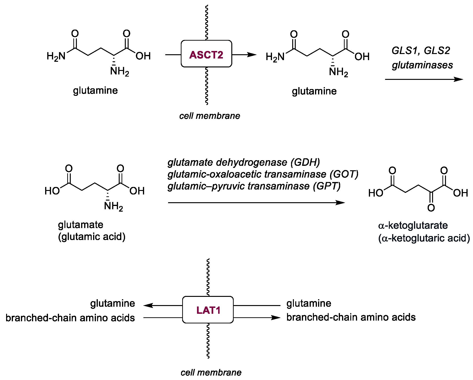 Molecules 30 03457 g006