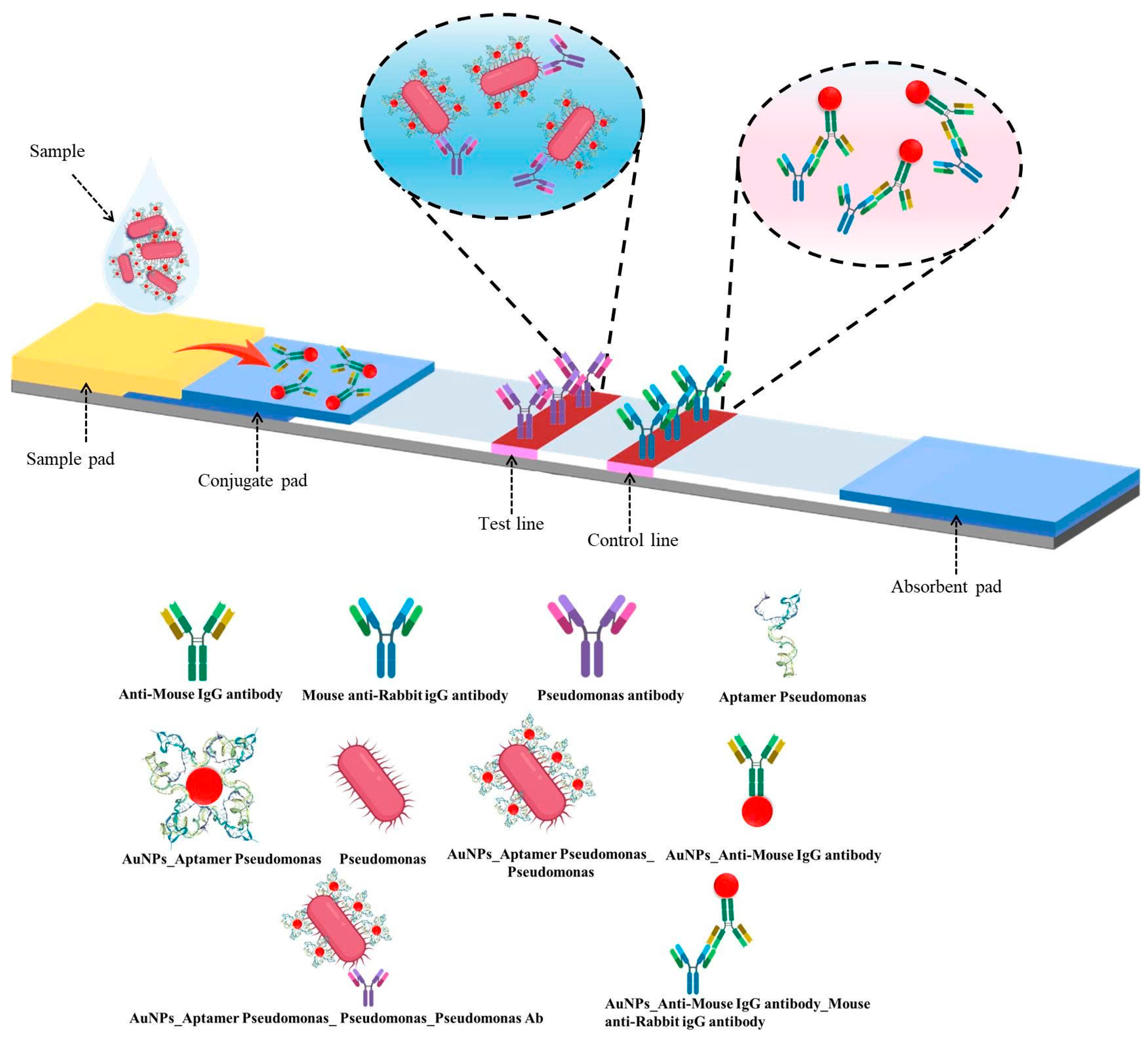 Molecules 30 03499 g002