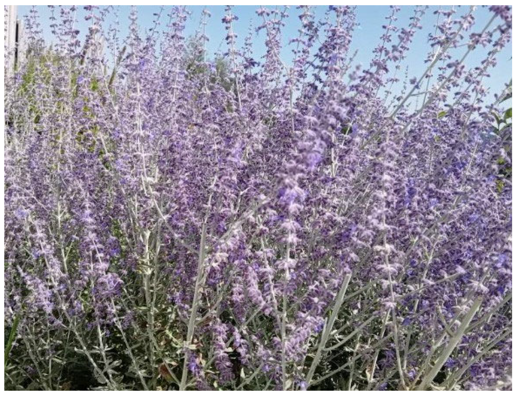 Molecules 30 03505 g001