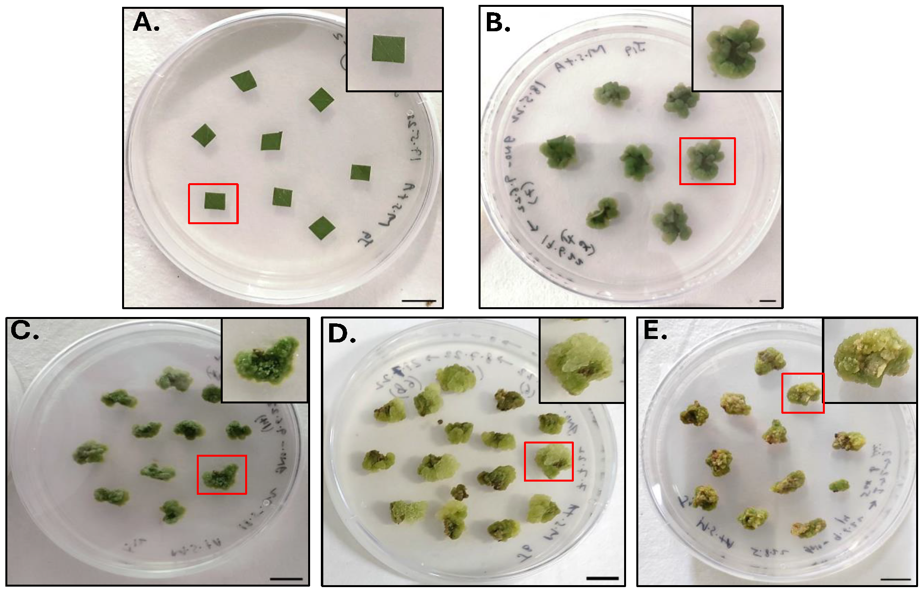 Molecules 30 03531 g001