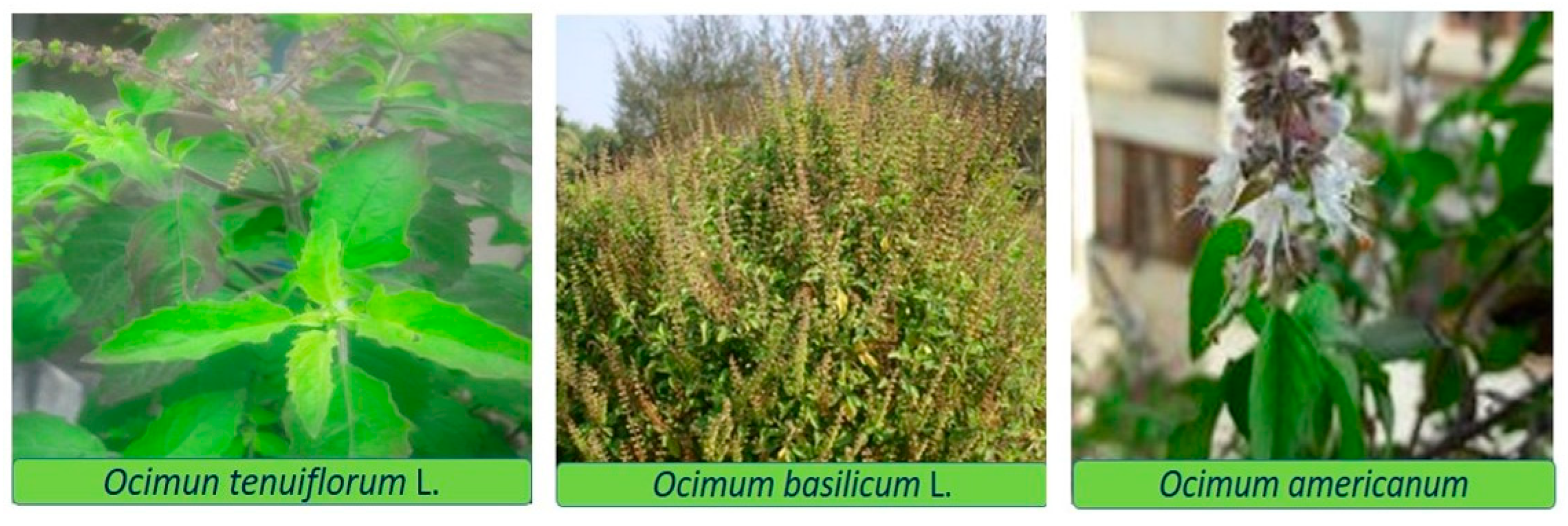 Molecules 30 03581 g005