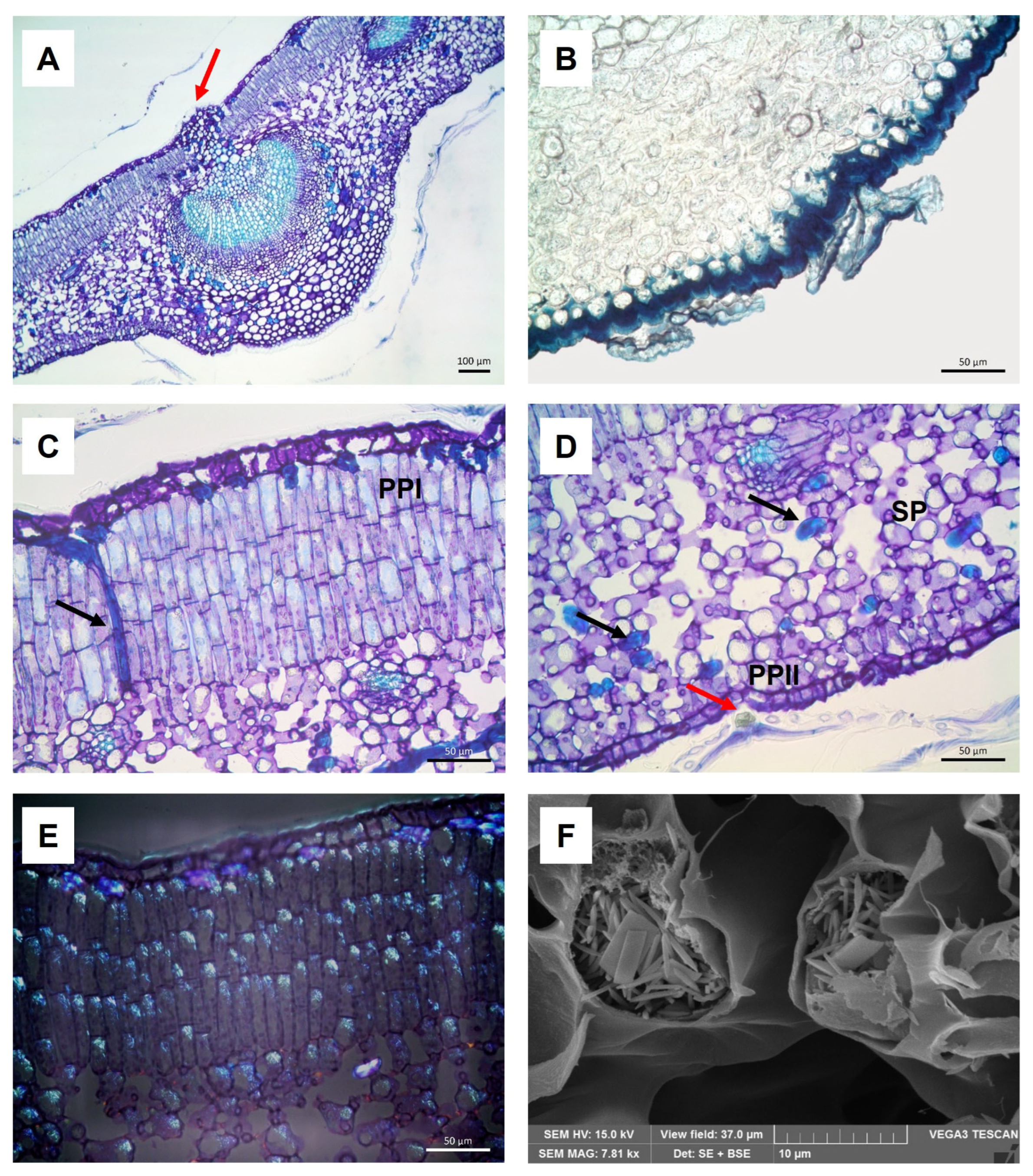 Molecules 30 03605 g001 Molecules 30 03605 g001