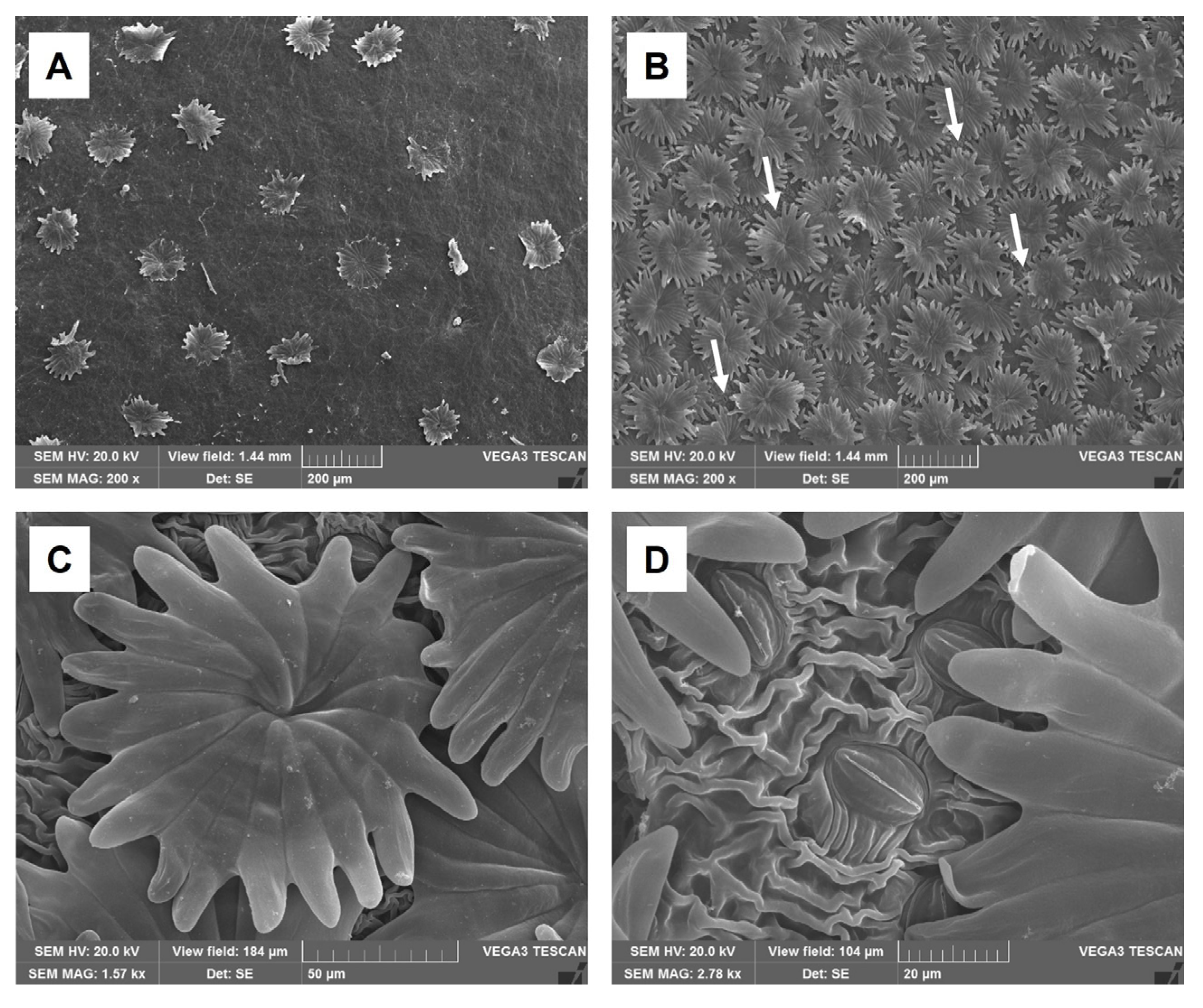 Molecules 30 03605 g002 Molecules 30 03605 g002