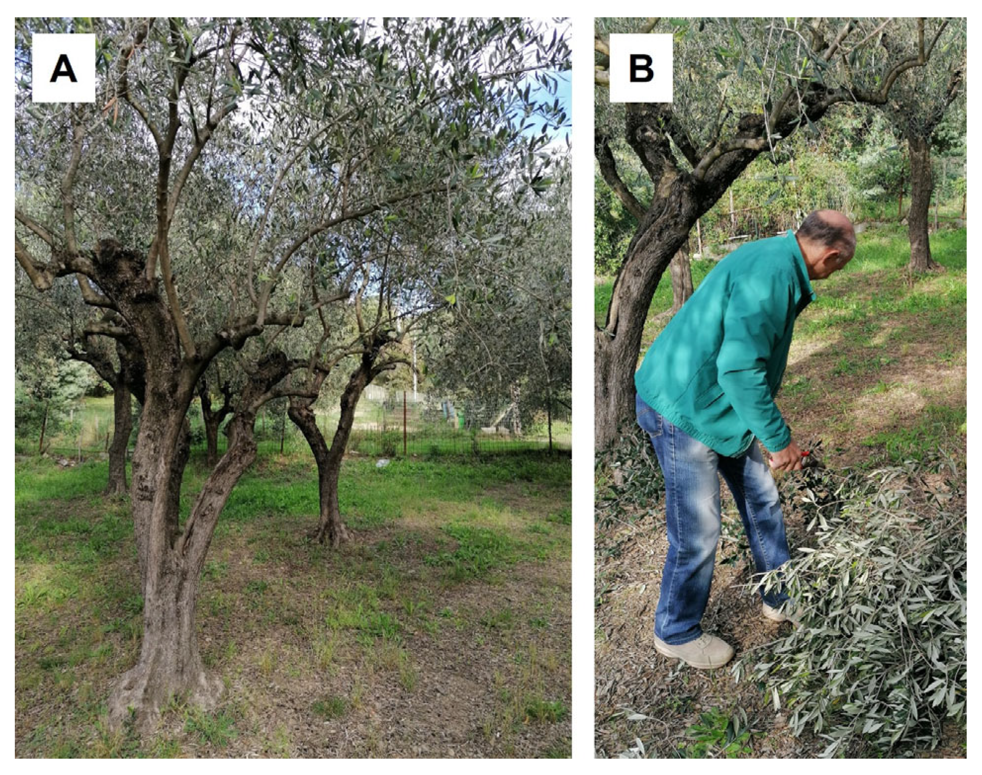 Molecules 30 03605 g005 Molecules 30 03605 g005